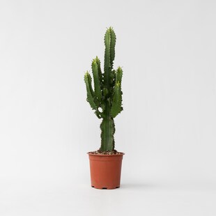 Plant in a Box - Cowboy-Kaktus - 2 Stk - Euphorbia ingens - Höhe 50-60cm - Topf 17cm 