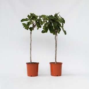 Plant in a Box - Feigenbaum - 2 Stk - Ficus Carica - Höhe 70-90cm - Topf 21cm 