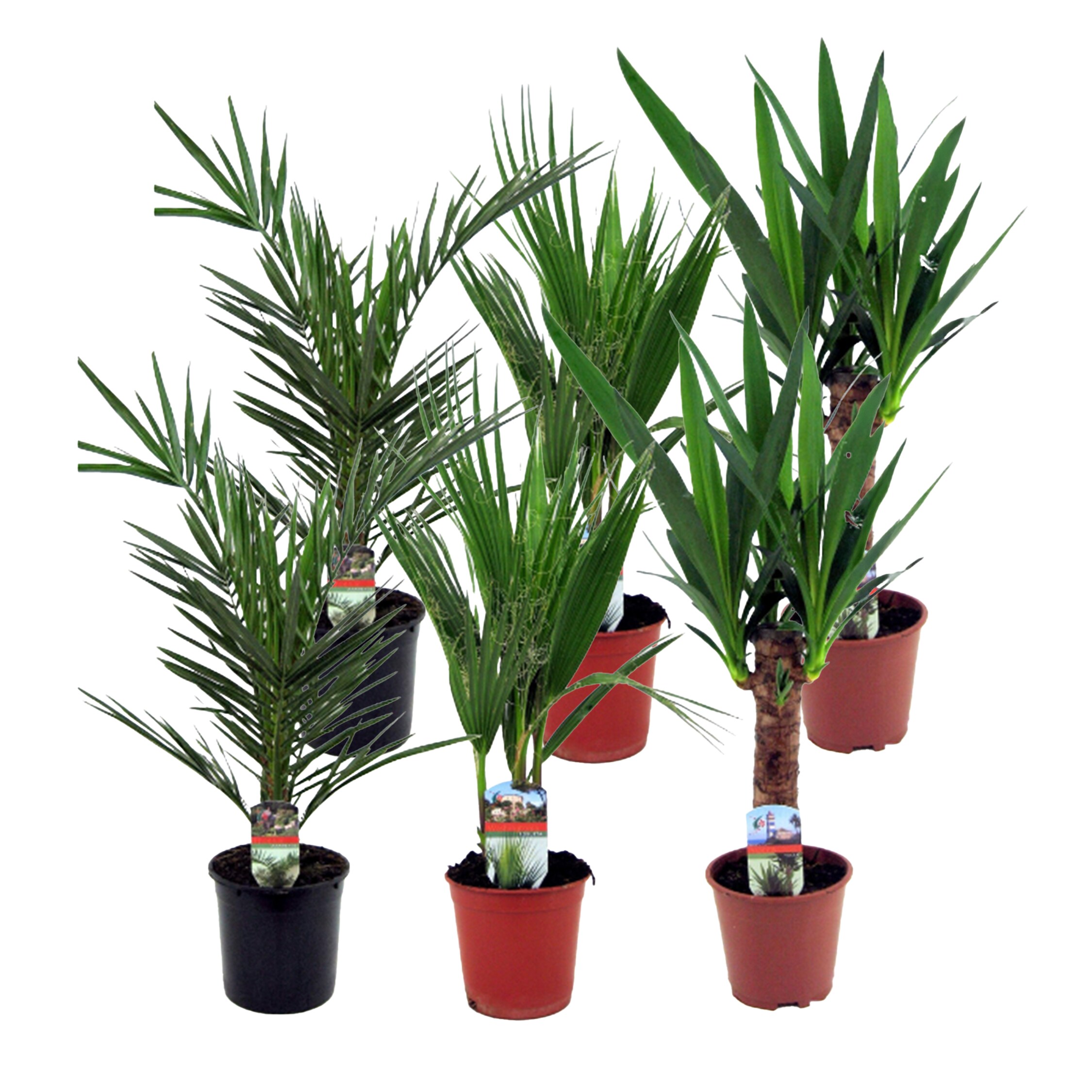 Plant in a Box - Zimmerpalmen-Mix - 6 Stk - Indoor Palmmix - Pokon - H&ouml;he 50-70cm - Topf 14cm 