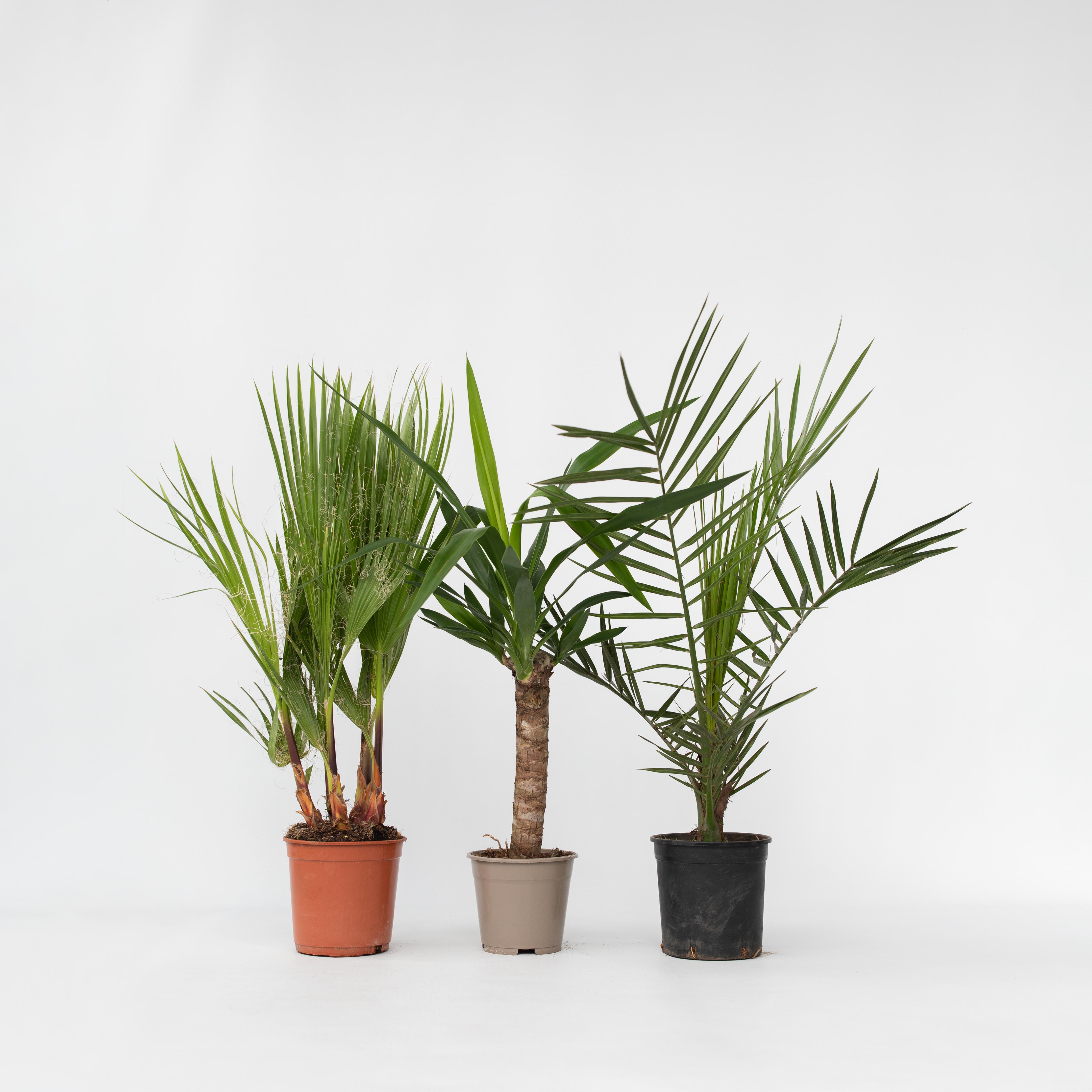 Plant in a Box - Zimmerpalmen-Mix - 6 Stk - Indoor Palmmix - H&ouml;he 50-70cm - Topf 14cm 