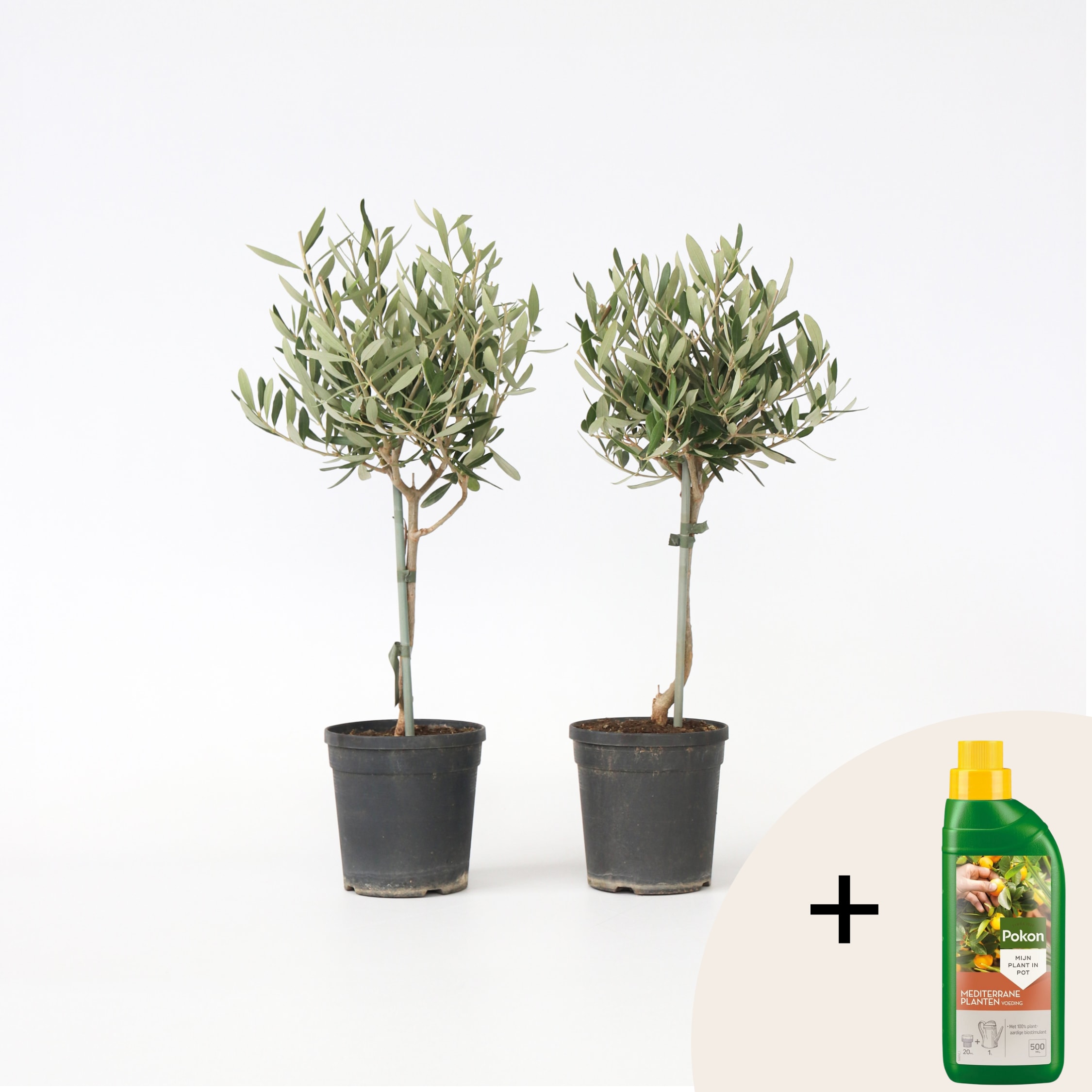 Plant in a Box - Olivenbaum - 2 Stk - Olea europaea - H&ouml;he 50-60cm - Topf 14cm 