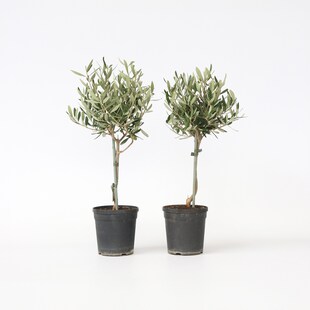 Plant in a Box - Olivenbaum - 2 Stk - Olea europaea - Höhe 50-60cm - Topf 14cm 