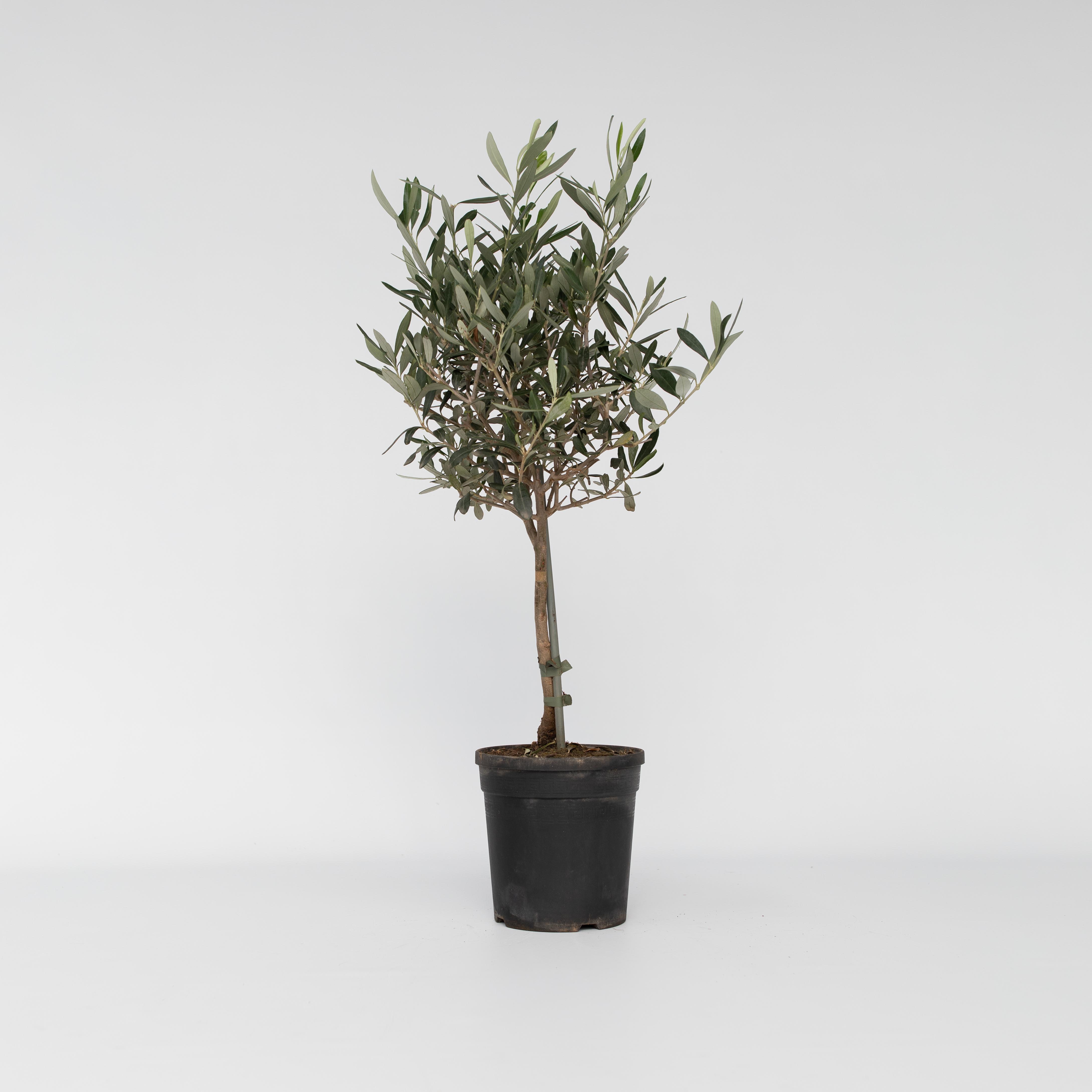 Plant in a Box - Olivenbaum - Olea europaea - H&ouml;he 60-70cm - Topf 17cm 