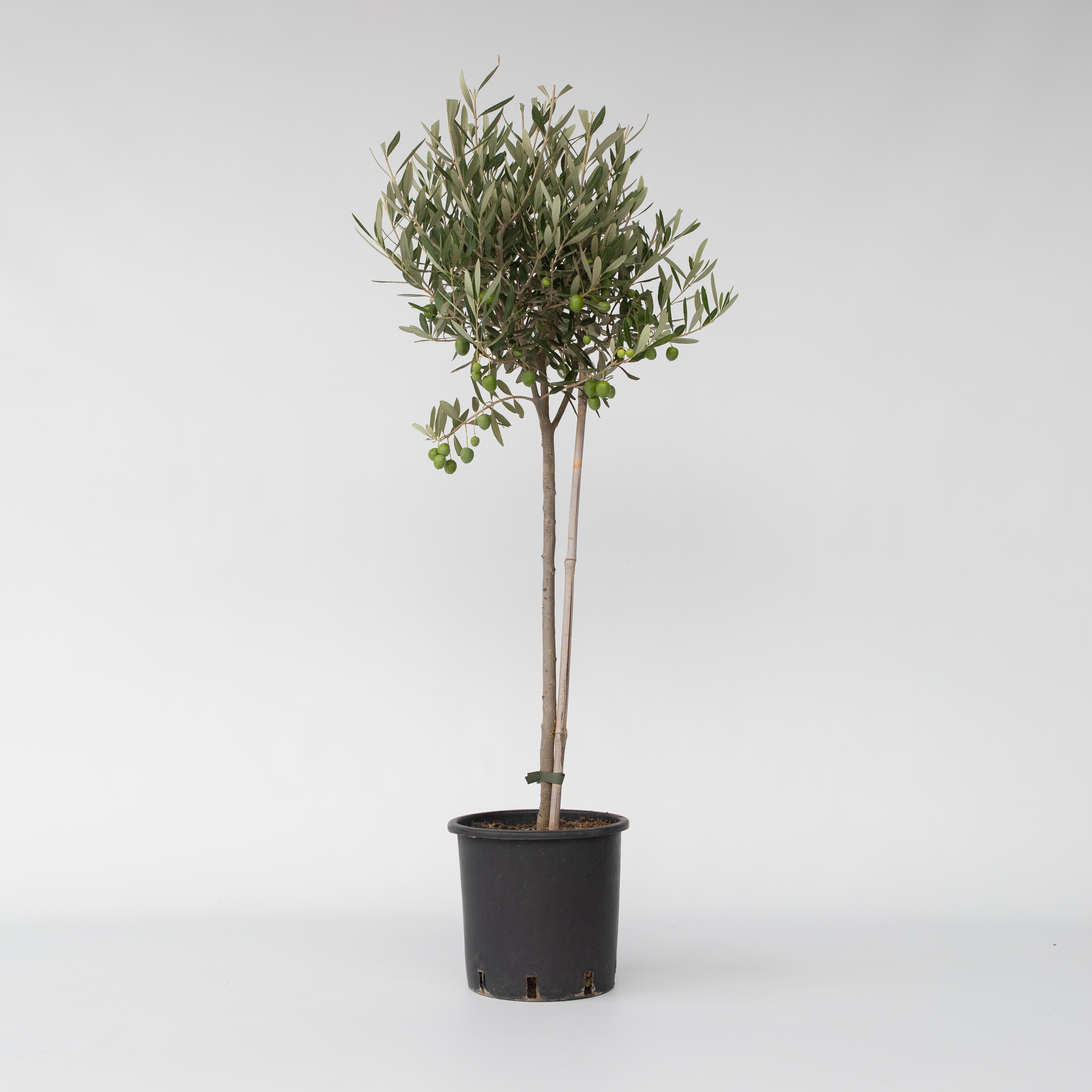 Plant in a Box - Olivenbaum - Olea europaea - H&ouml;he 80-90cm - Topf 19cm 
