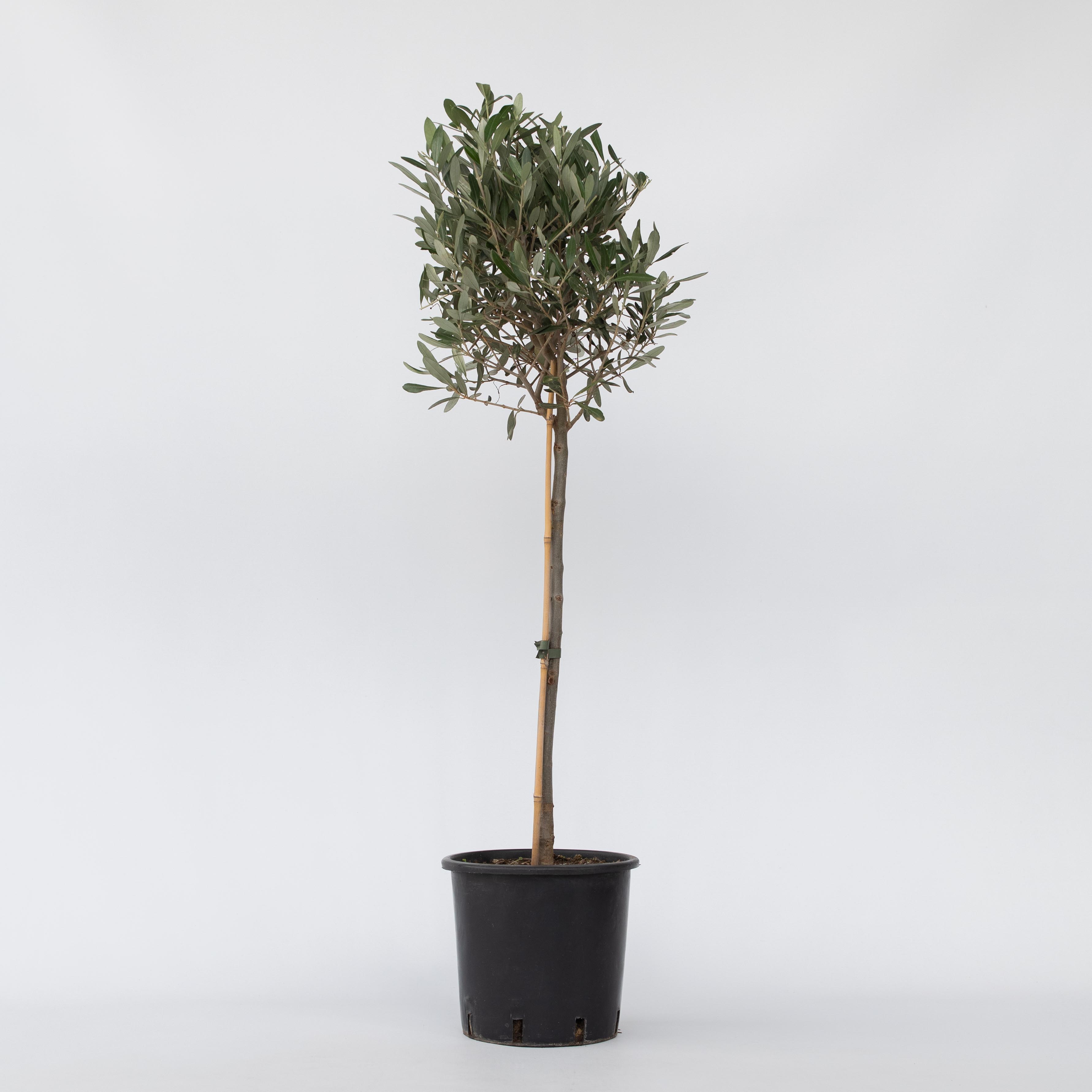 Plant in a Box - Olivenbaum - Olea europaea - H&ouml;he 90-100cm - Topf 21cm 