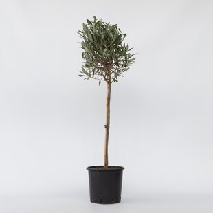 Plant in a Box - Olivenbaum - Olea europaea - Höhe 90-100cm - Topf 21cm 