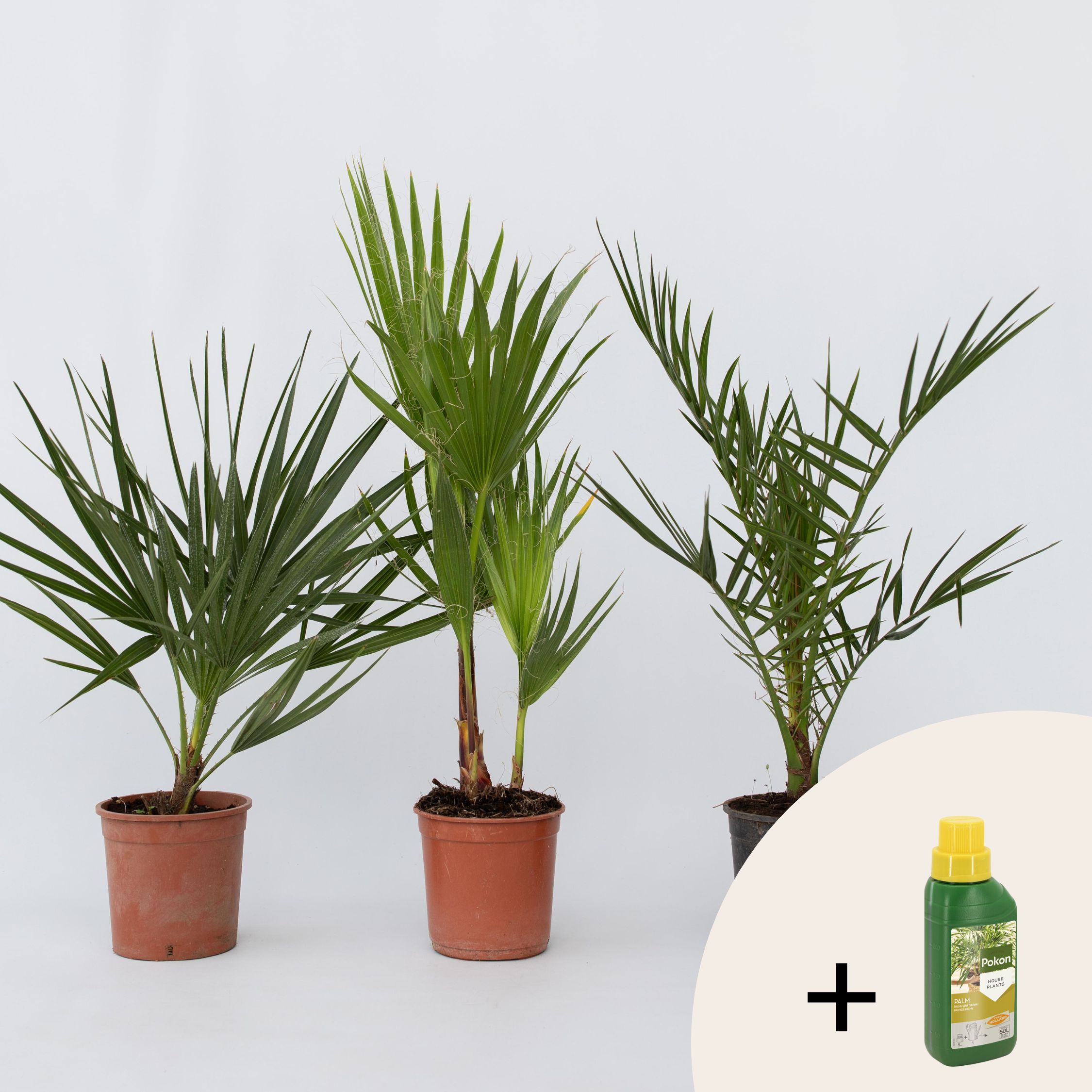 Plant in a Box - Gartenpalmen - 3 Stk - Phoenix,Chamaerops,Washingtonia - H&ouml;he 50-70cm - Topf 15cm 