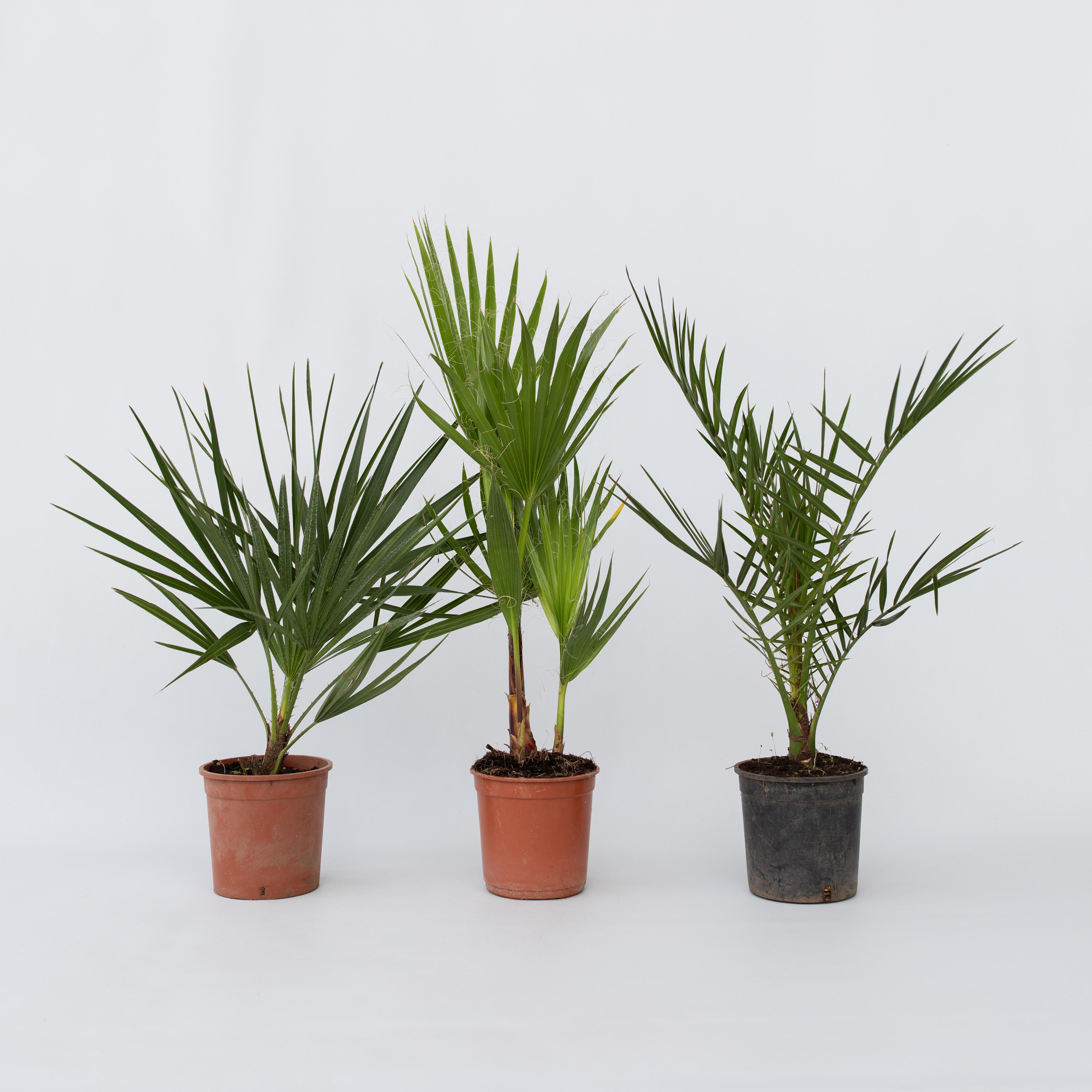Plant in a Box - Gartenpalmen - 3 Stk - Phoenix,Chamaerops,Washingtonia - H&ouml;he 50-70cm - Topf 15cm 