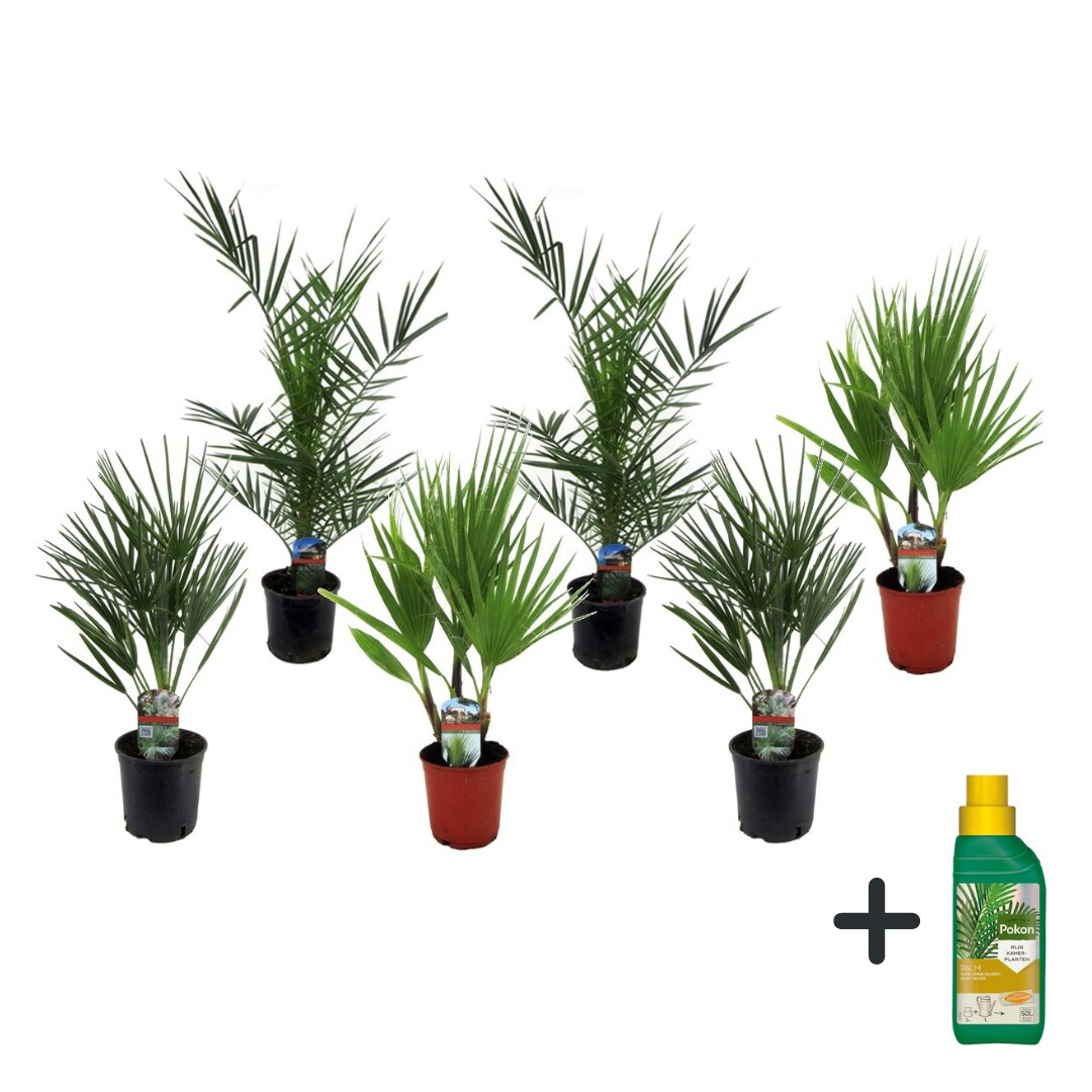 Plant in a Box - Gartenpalmen - 6 Stk - Phoenix,Chamaerops,Washingtonia - H&ouml;he 50-70cm - Topf 15cm 
