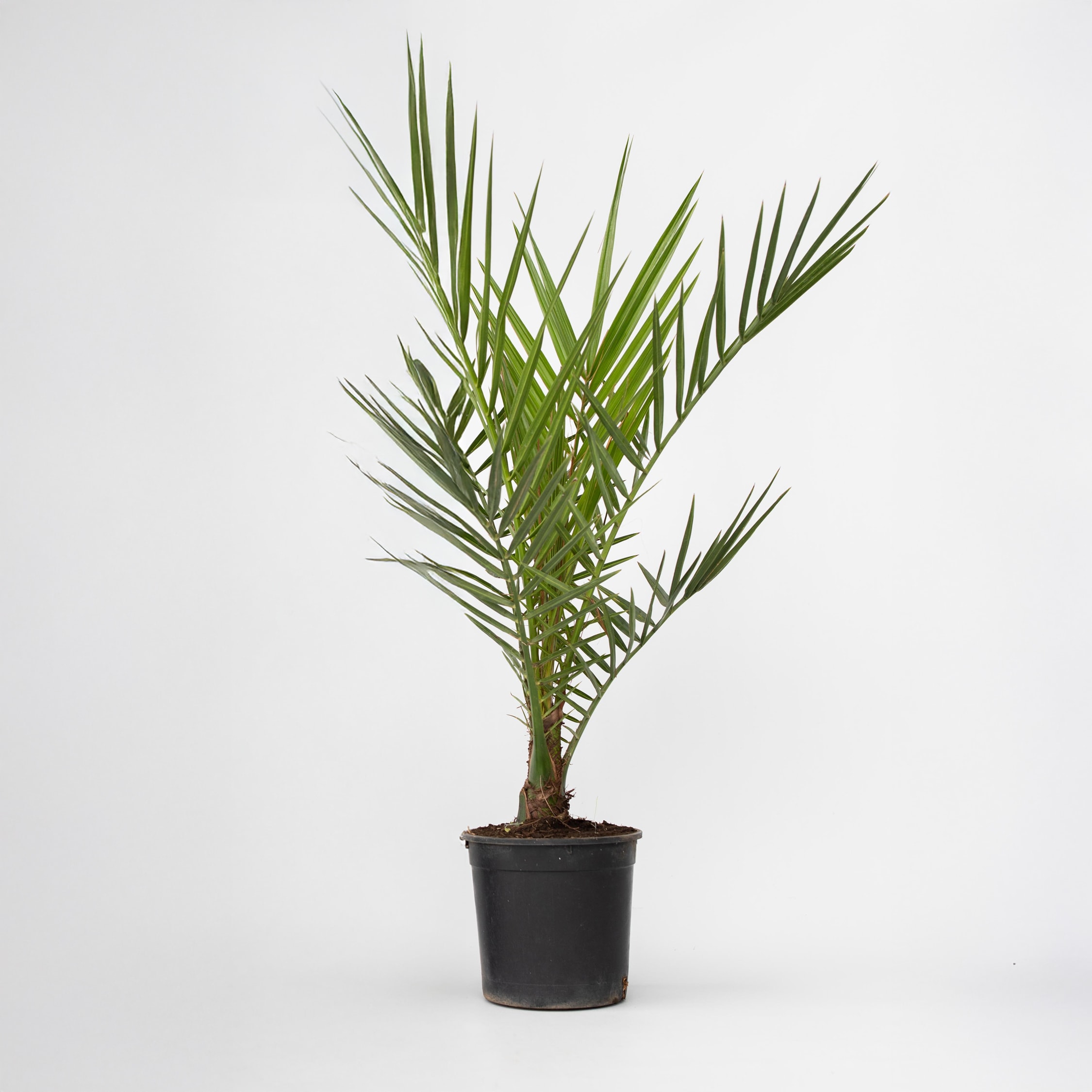 Plant in a Box - Kanarische Dattelpalme - Phoenix canariensis - H&ouml;he 50-60cm - Topf 15cm 