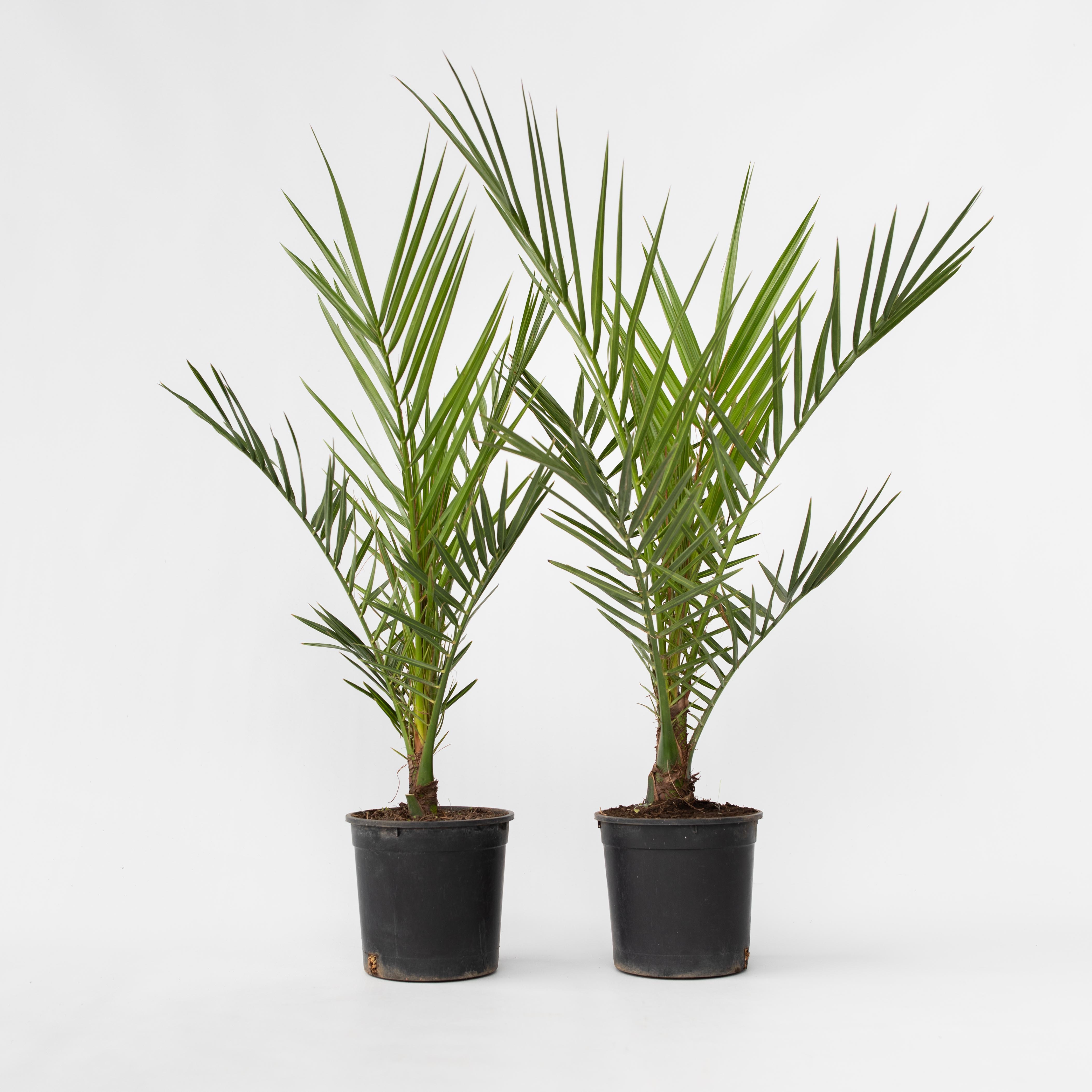 Plant in a Box - Kanarische Dattelpalme - 2 Stk - Phoenix canariensis - H&ouml;he 50-60cm - Topf 15cm 