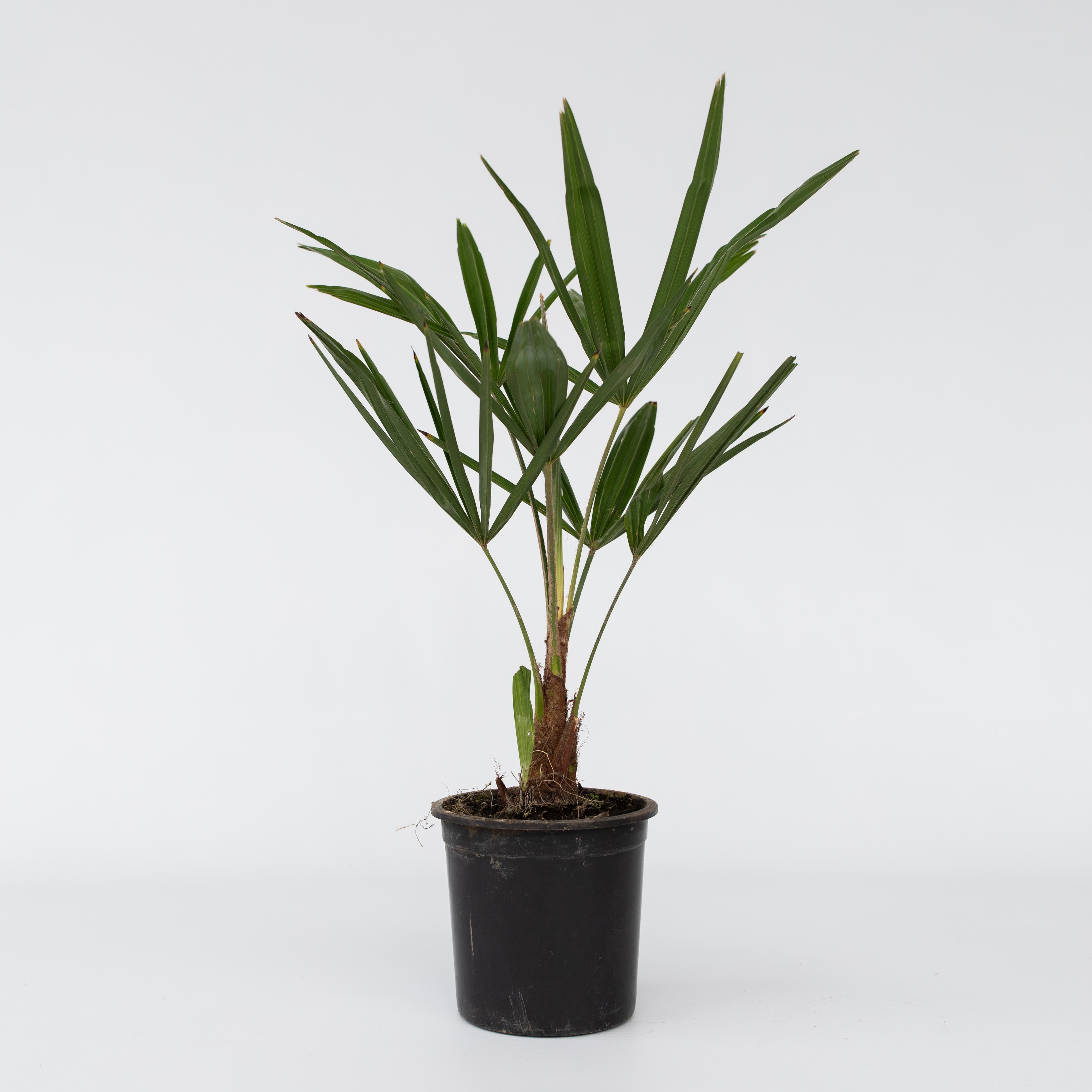 Plant in a Box - Windm&uuml;hlenpalme - Trachycarpus Fortunei - H&ouml;he 35-45cm - Topf 15cm 
