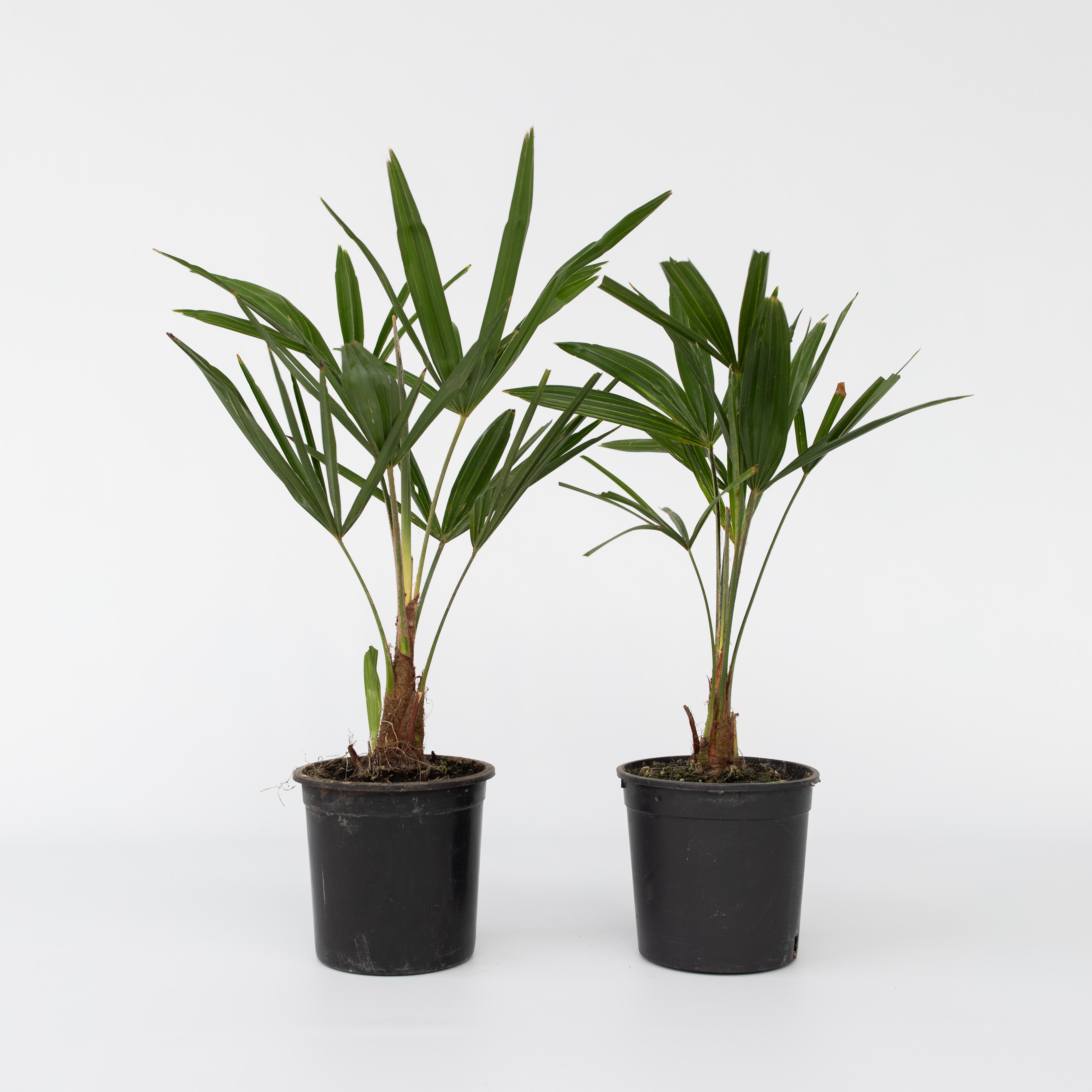 Plant in a Box - Windm&uuml;hlenpalme - 2 Stk - Trachycarpus Fortunei - H&ouml;he 35-45cm - Topf 15cm 