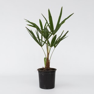 Plant in a Box - Windmühlenpalme - 4 Stk - Trachycarpus Fortunei - Höhe 35-45cm - Topf 15cm 