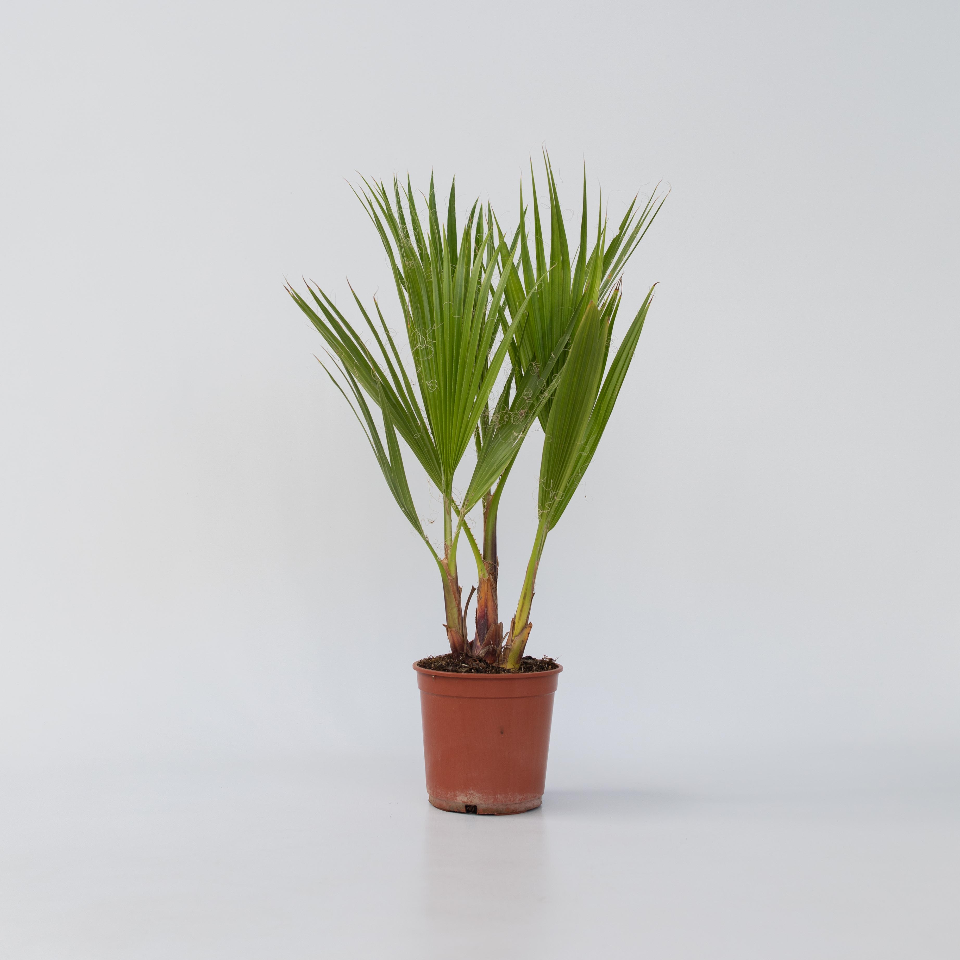 Plant in a Box - Mexikanische F&auml;cherpalme - Washingtonia robusta - H&ouml;he 50-60cm - Topf 15cm 