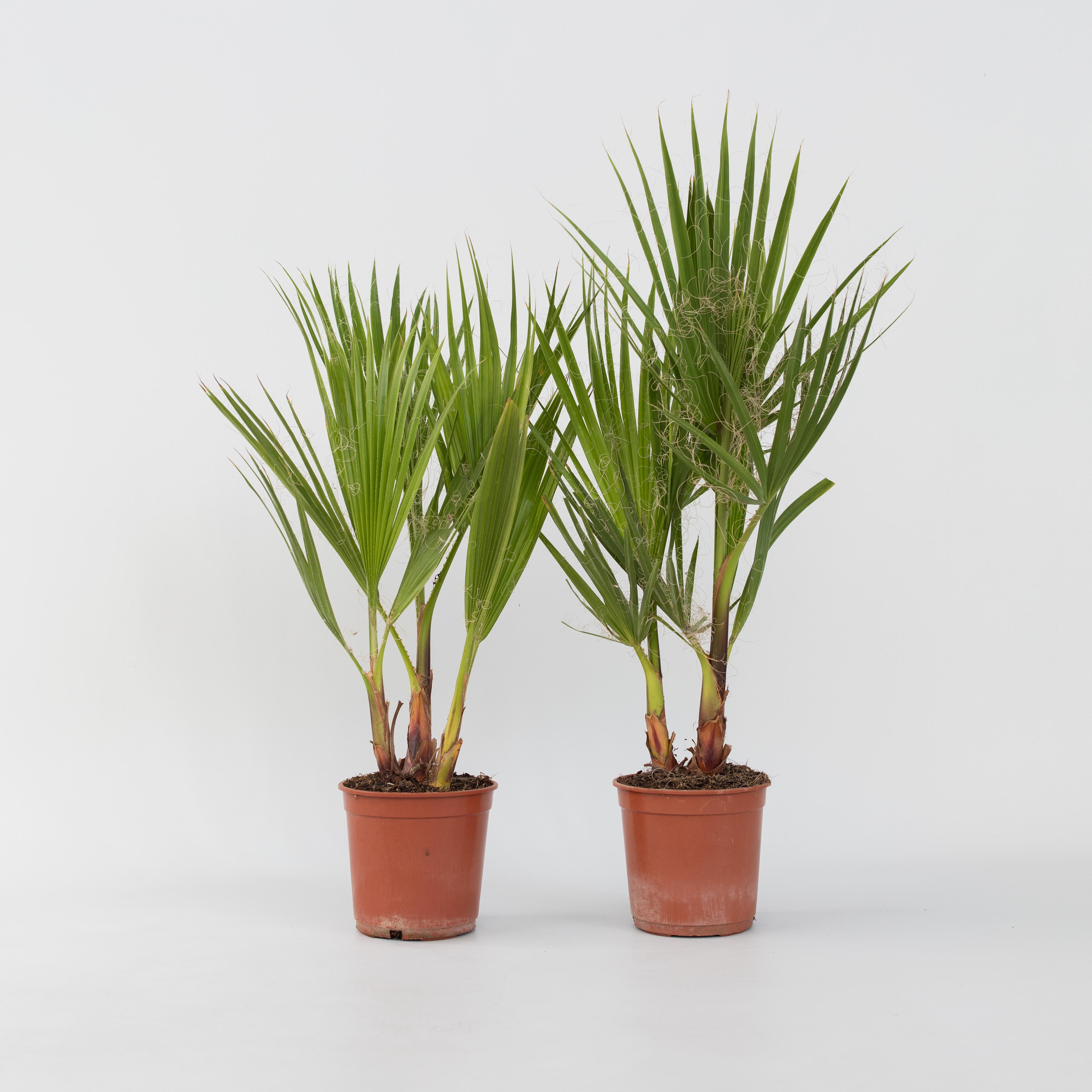 Plant in a Box - Mexikanische F&auml;cherpalme - 2 Stk - Washingtonia robusta - H&ouml;he 50-60cm - Topf 15cm 