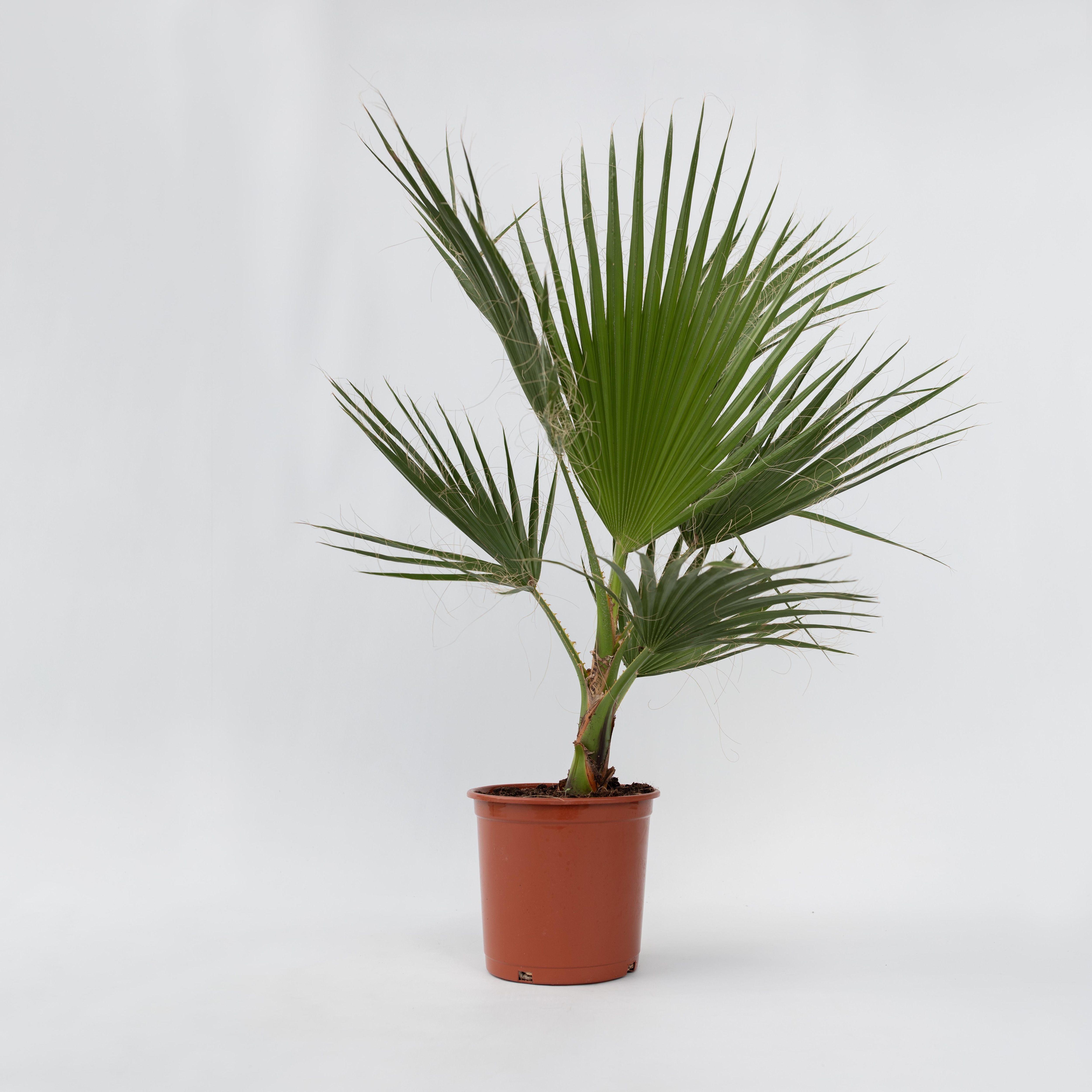Plant in a Box - Mexikanische F&auml;cherpalme - Washingtonia robusta - H&ouml;he 70-90cm - Topf 21cm 