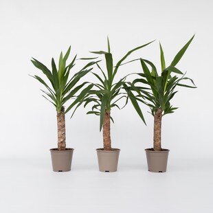 Plant in a Box - Palmlilie - 3 Stk - Yucca elephantipes - Höhe 50-60cm - Topf 14cm 