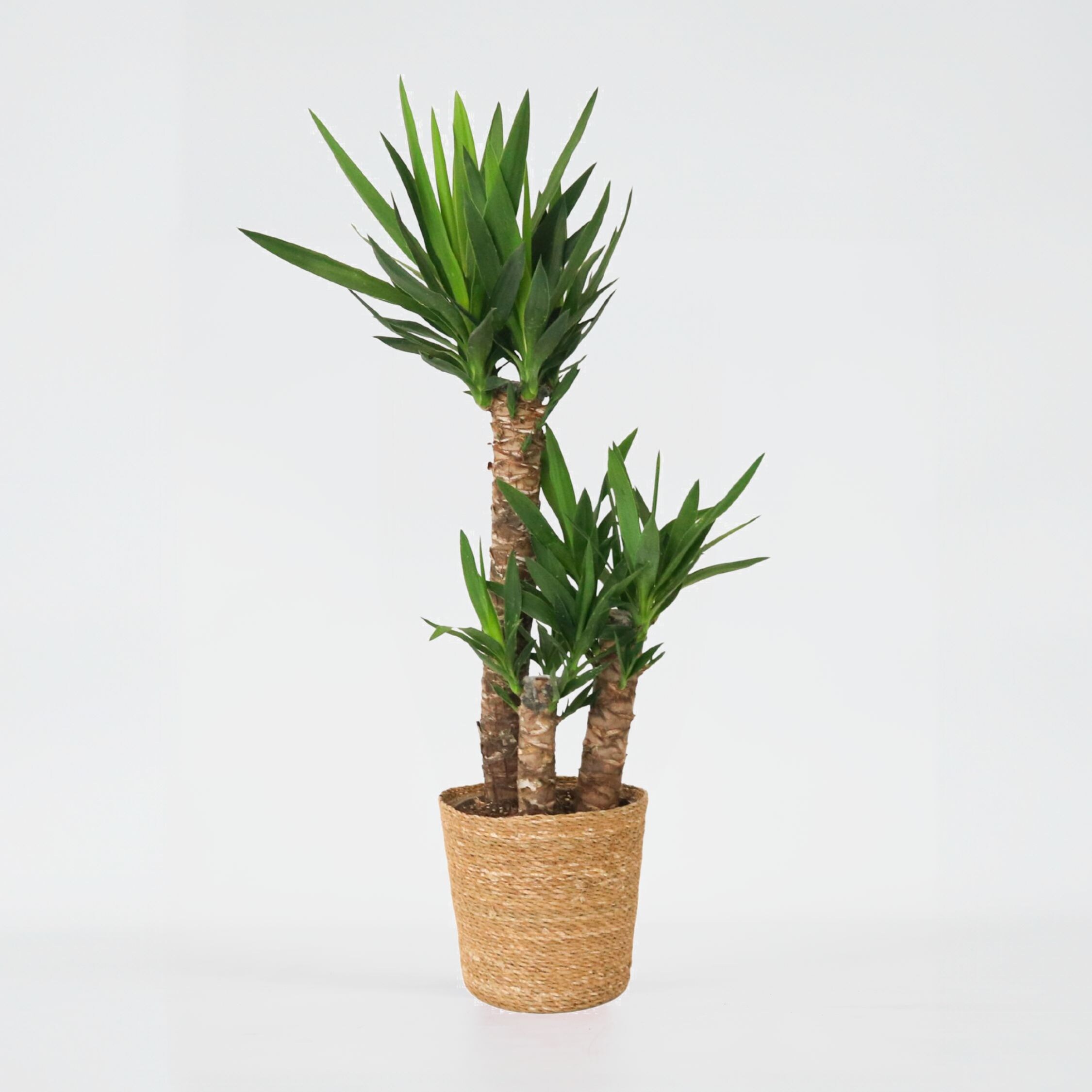 Plant in a Box - Palmlilie - Yucca elephantipes incl. Deco Basket - H&ouml;he 70-80cm - Topf 21cm 