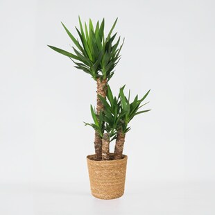 Plant in a Box - Palmlilie - Yucca elephantipes - Höhe 70-80cm - Topf 21cm 