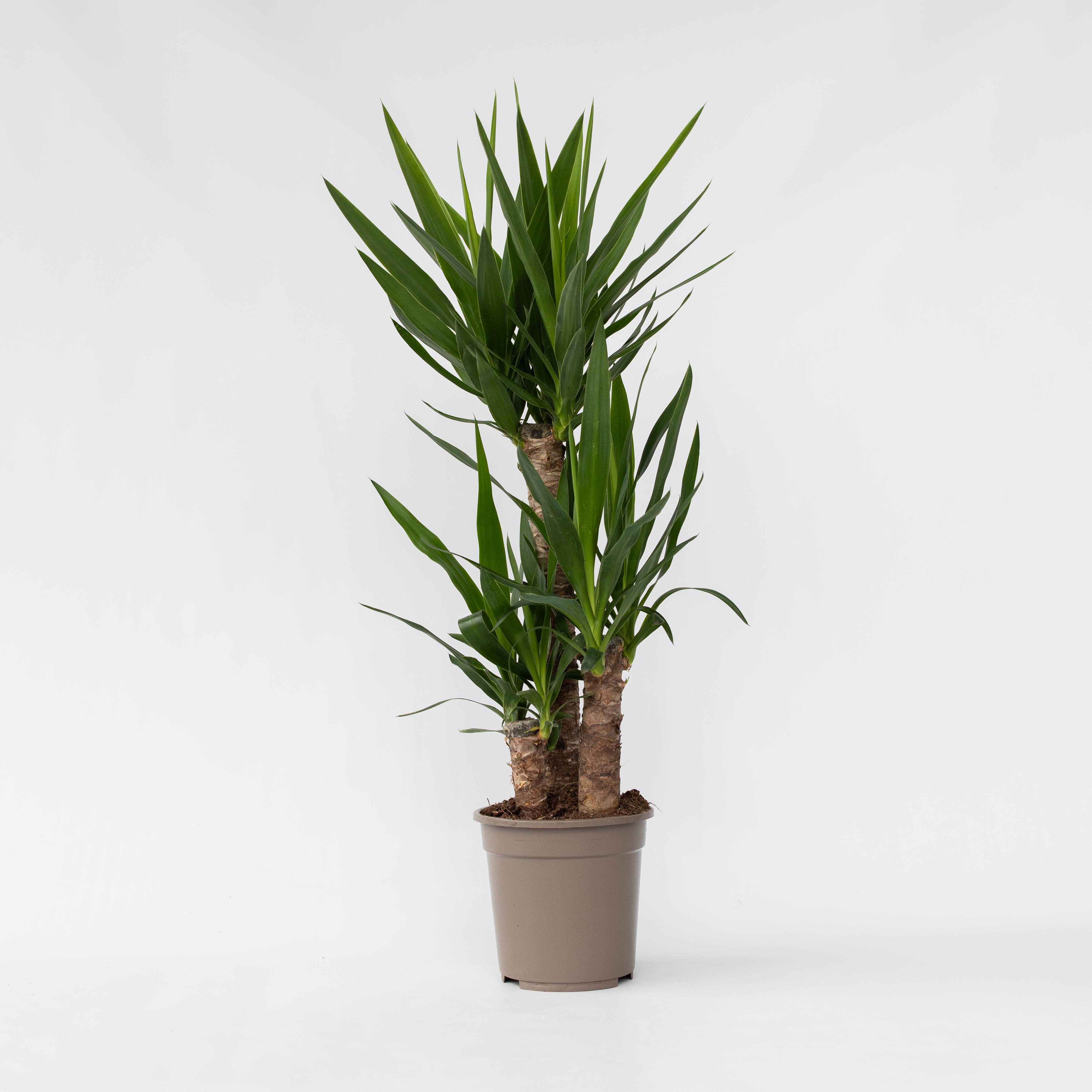 Plant in a Box - Palmlilie - Yucca elephantipes - H&ouml;he 70-80cm - Topf 21cm 
