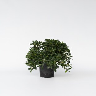 Plant in a Box - Lorbeer - Pittosporum tobira nanum - Höhe 30-40cm - Topf 19cm 
