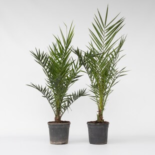 Plant in a Box - Kanarische Dattelpalme - 2 Stk - Phoenix canariensis - Höhe 80-100cm - Topf 19cm 