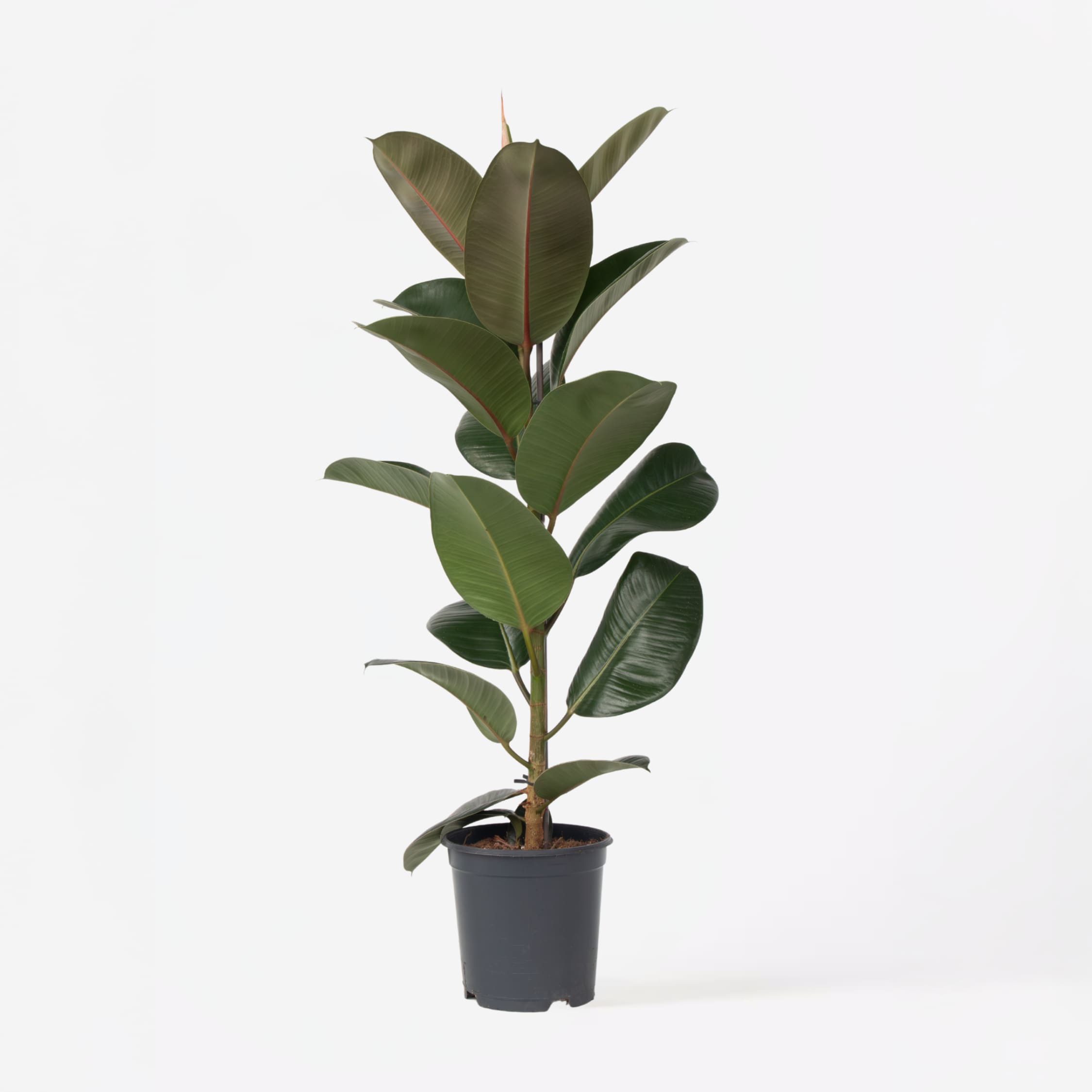 Plant in a Box - Gummibaum - Ficus Elastica 'Robusta' - H&ouml;he 75-100cm - Topf 24cm 