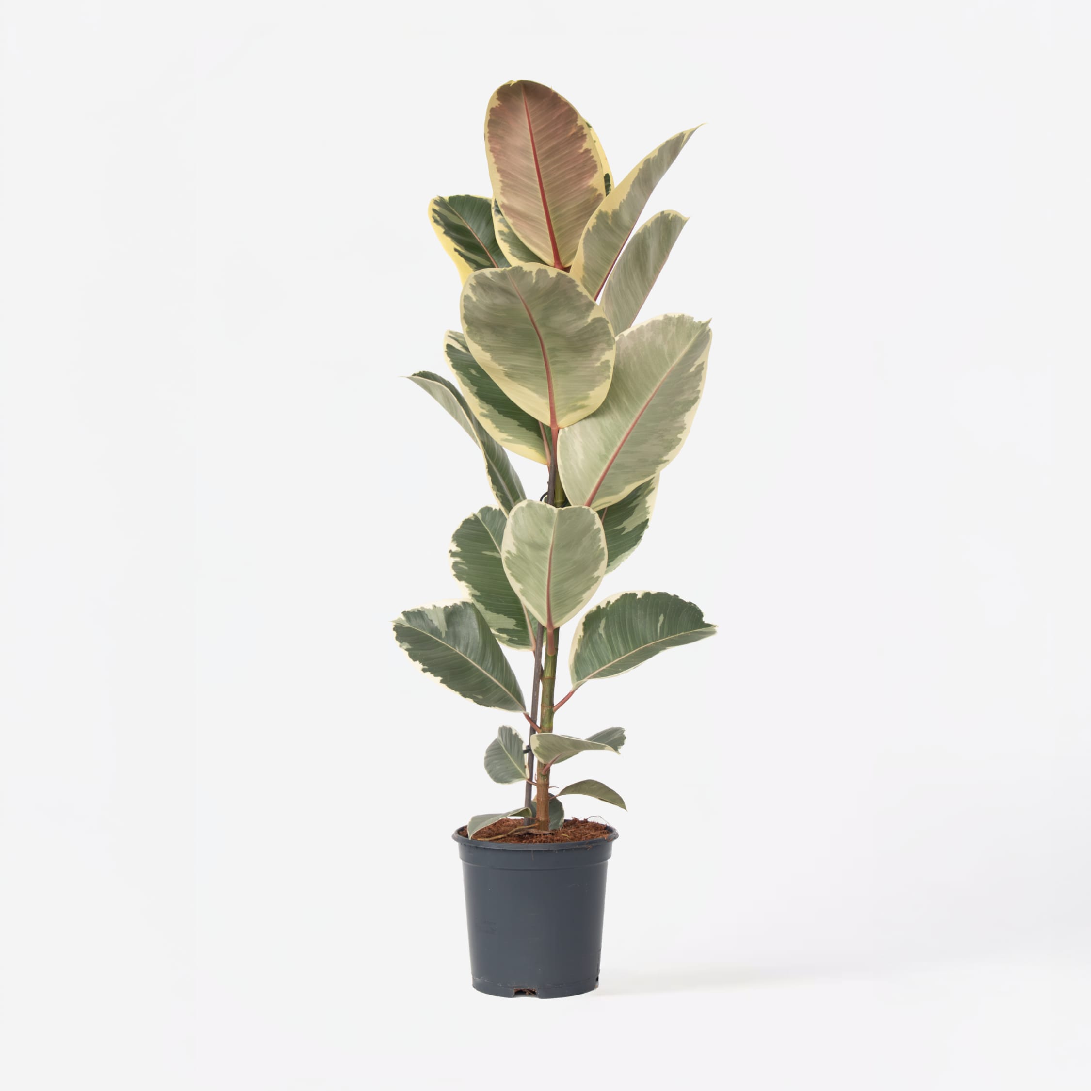 Plant in a Box - Gummibaum - Ficus Elastica 'Tineke' - H&ouml;he 75-100cm - Topf 24cm 