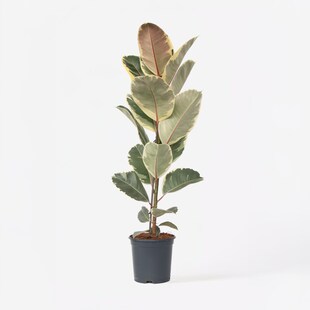 Plant in a Box - Gummibaum - Ficus Elastica 'Tineke' - Höhe 75-100cm - Topf 24cm 