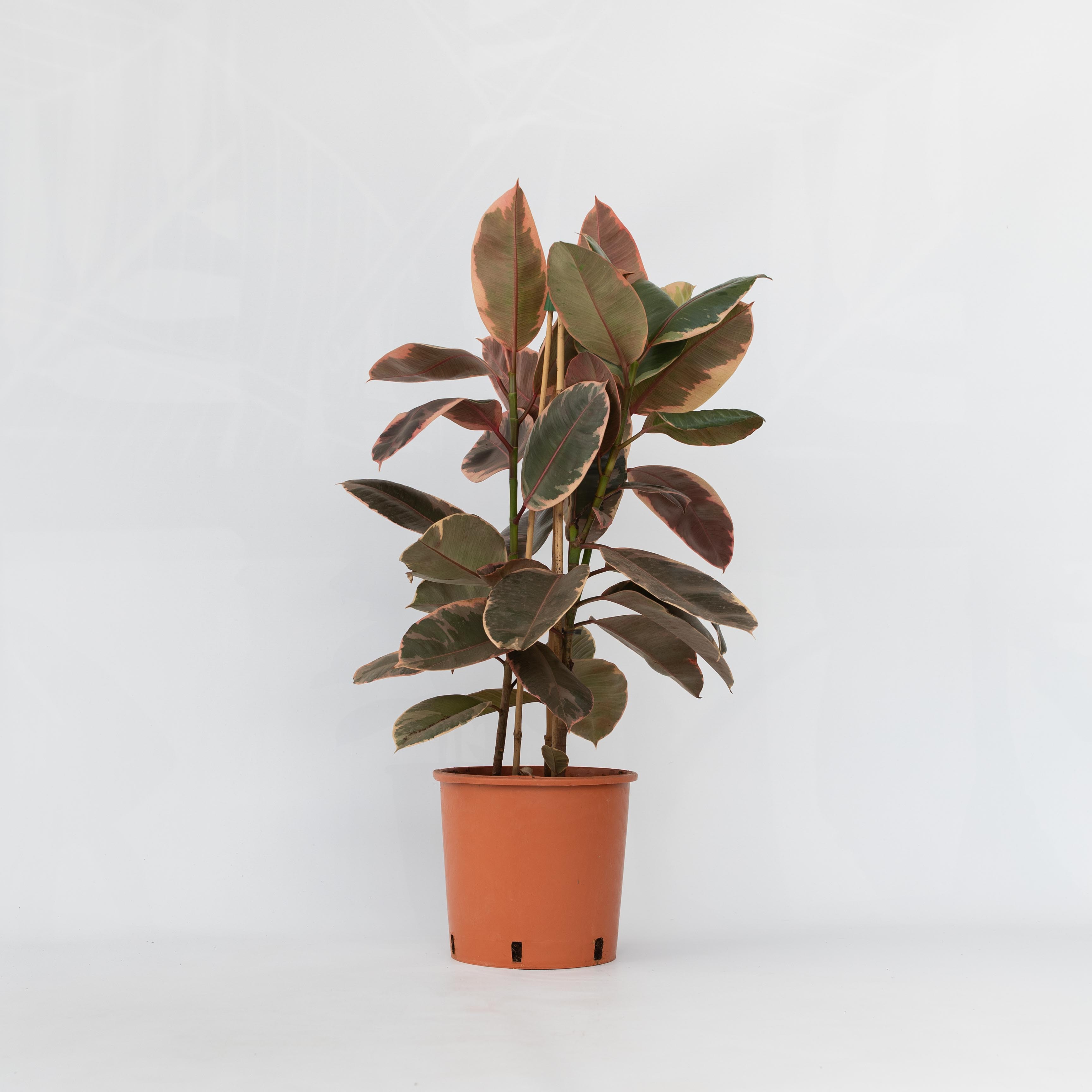 Plant in a Box - Gummibaum - Ficus Elastica 'Belize' - H&ouml;he 75-100cm - Topf 24cm 