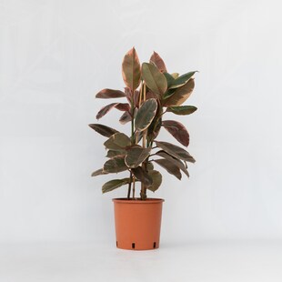 Plant in a Box - Gummibaum - Ficus Elastica 'Belize' - Höhe 75-100cm - Topf 24cm 