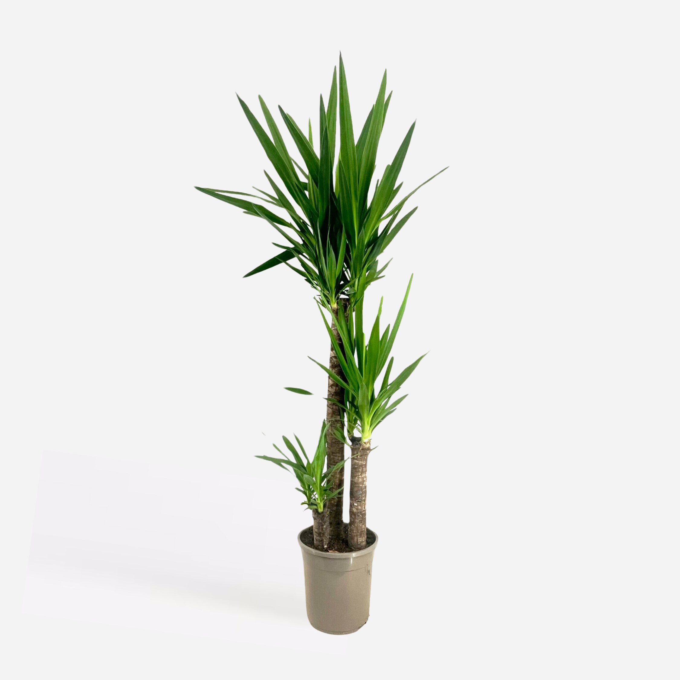 Plant in a Box - Palmlilie - Yucca elephantipes - H&ouml;he 130-140cm - Topf 24cm 