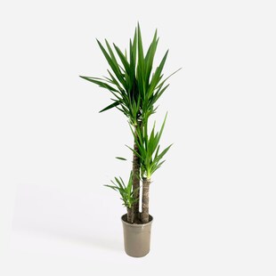 Plant in a Box - Palmlilie - Yucca elephantipes - Höhe 130-140cm - Topf 24cm 