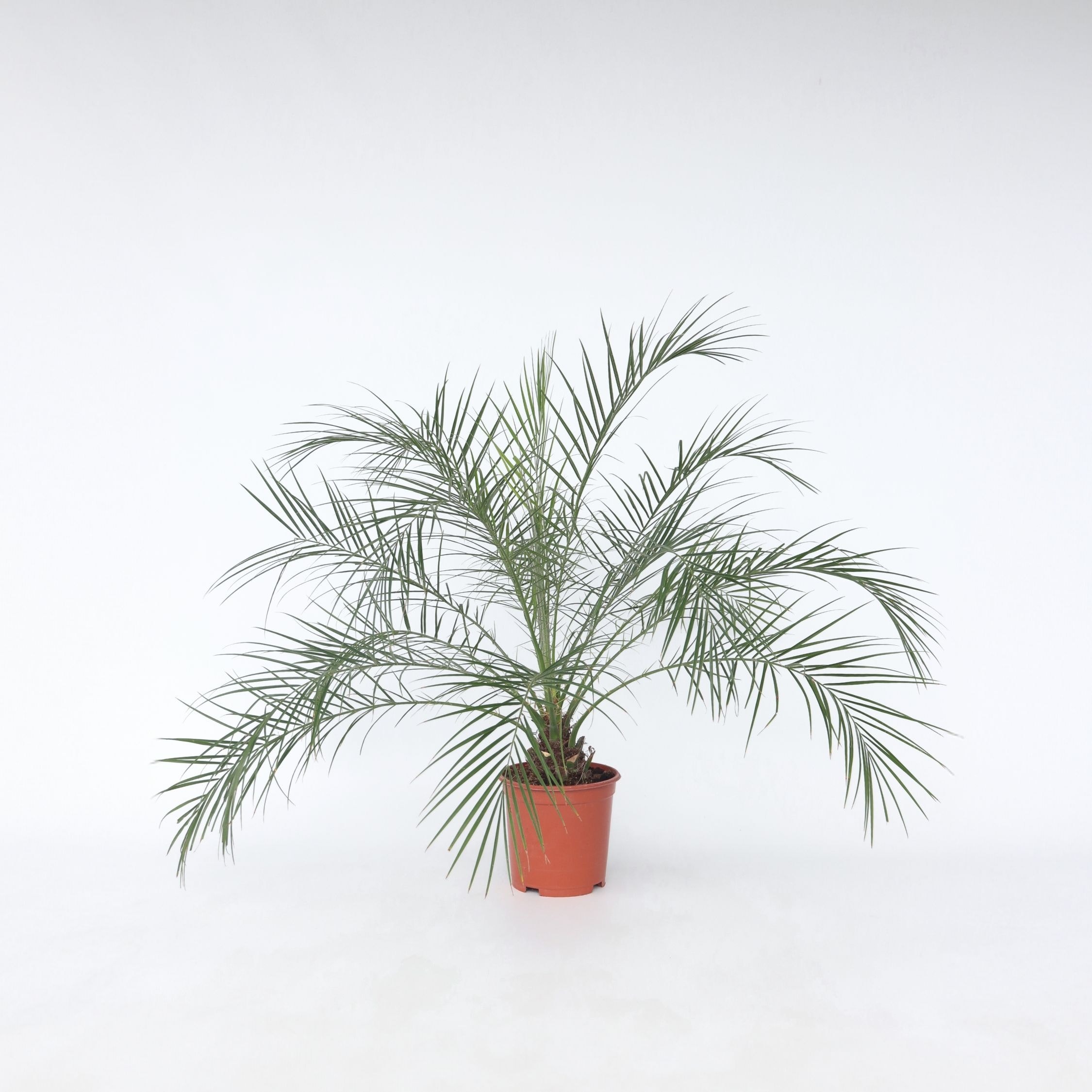 Plant in a Box - Zwergdattelpalme - Phoenix roebelenii - H&ouml;he 80-90cm - Topf 21cm 