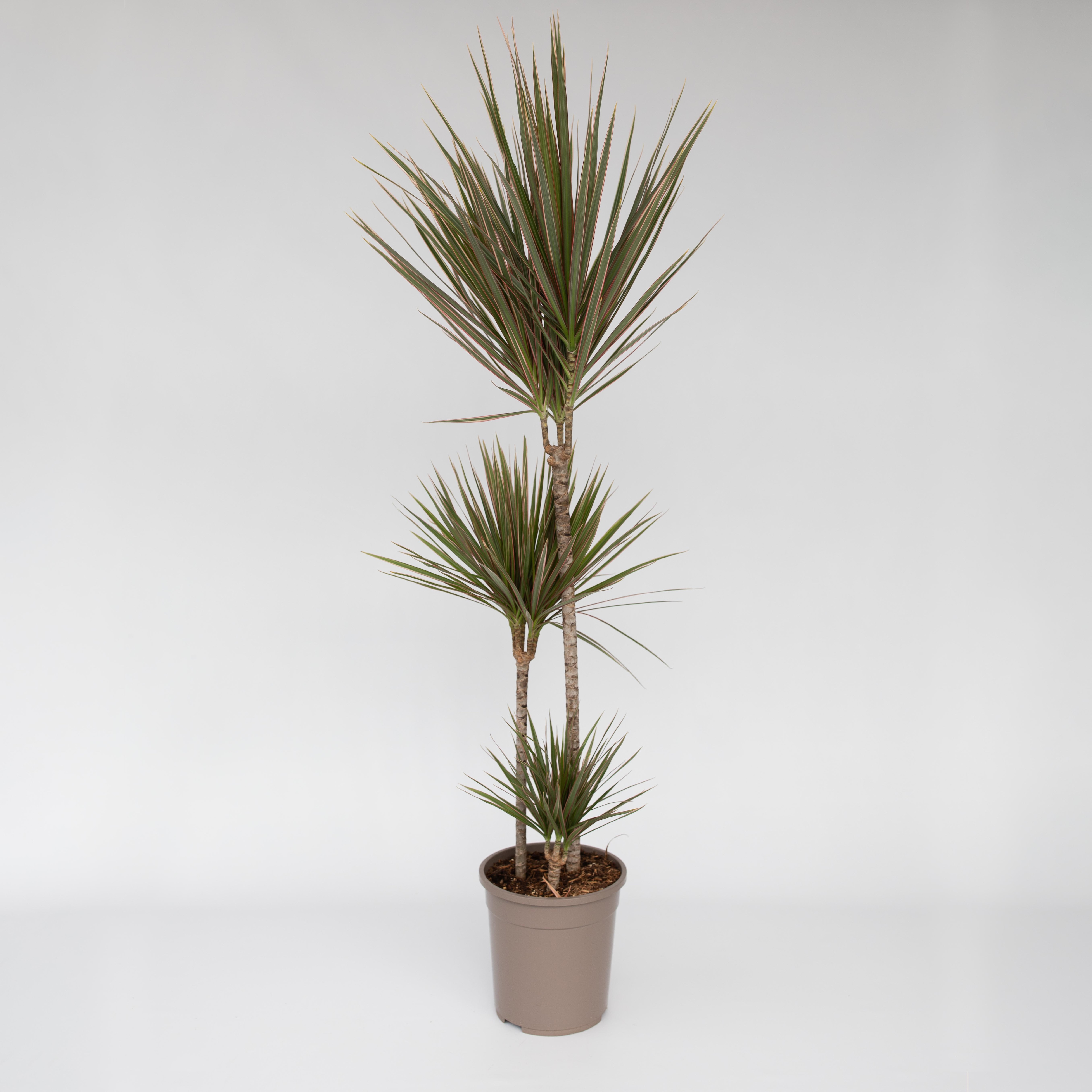 Plant in a Box - Drachenbaum - Dracaena marginata 'Bicolor' - H&ouml;he 110-130cm - Topf 24cm 