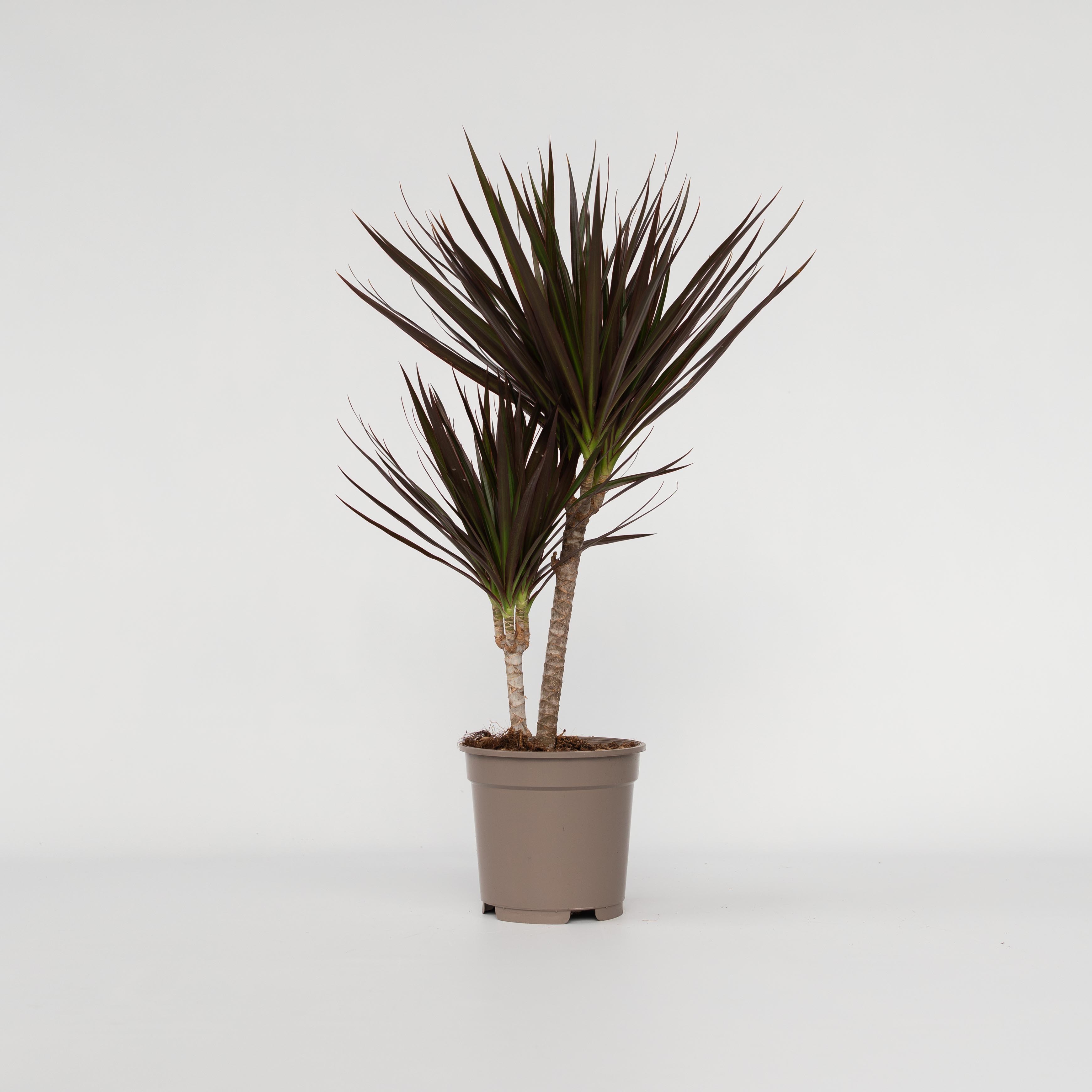 Plant in a Box - Drachenbaum - Dracaena marginata 'Magenta' - H&ouml;he 70-80cm - Topf 17cm 