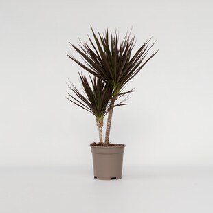Plant in a Box - Drachenbaum - Dracaena marginata 'Magenta' - Höhe 70-80cm - Topf 17cm 