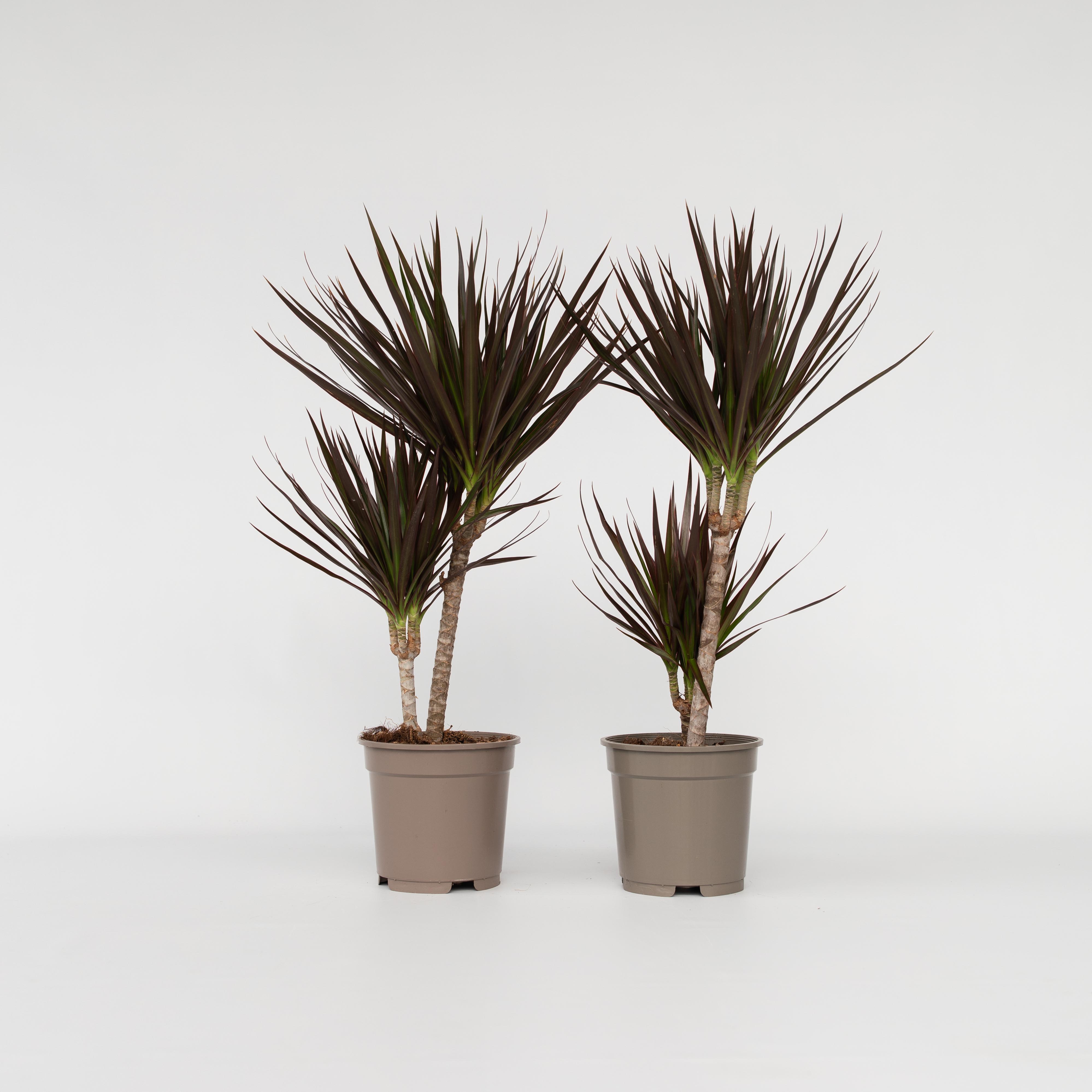 Plant in a Box - Drachenbaum - 2 Stk - Dracaena marginata 'Magenta' - H&ouml;he 70-80cm - Topf 17cm 