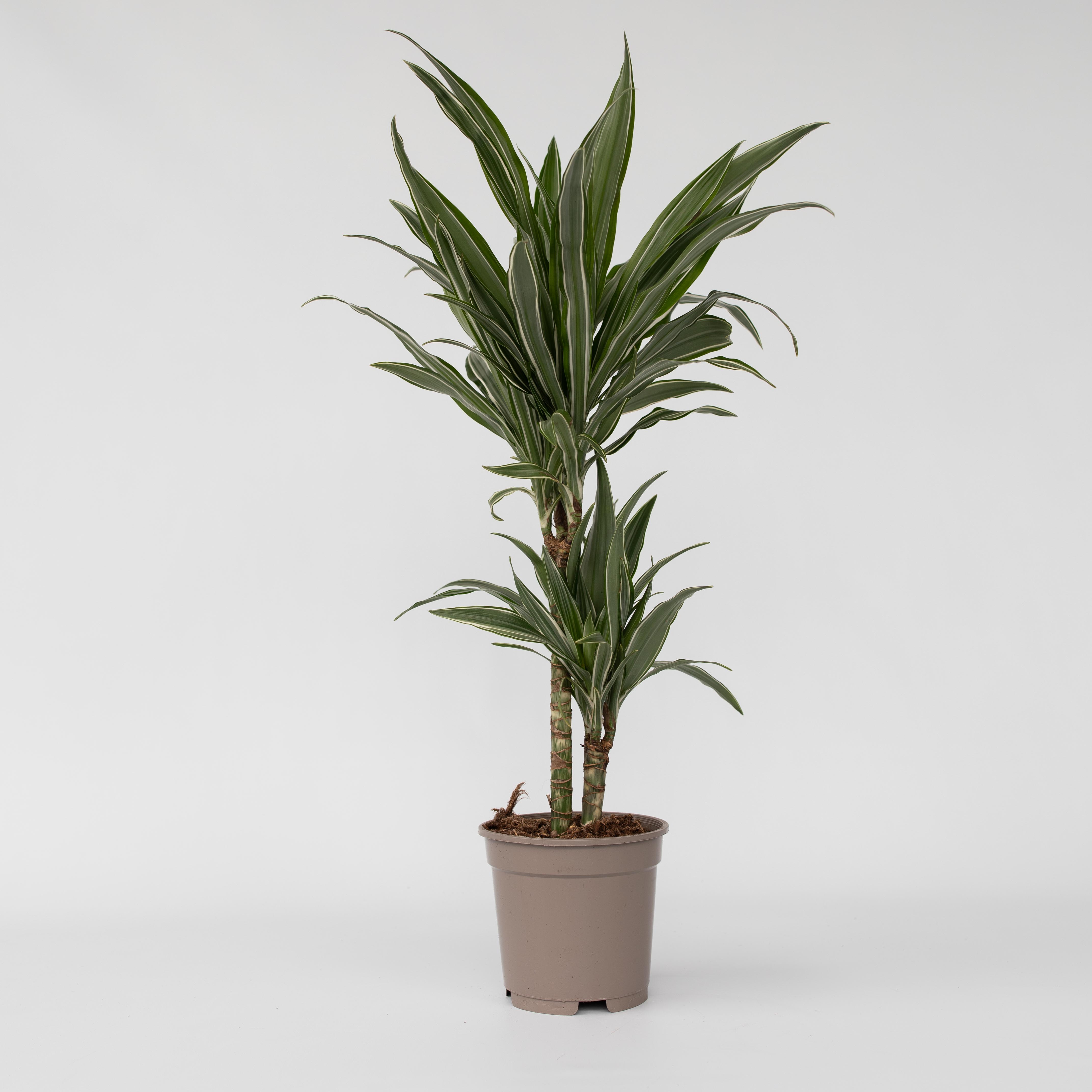 Plant in a Box - Drachenbaum - Dracaena Deremensis 'Warneckei' - H&ouml;he 60-70cm - Topf 17cm 