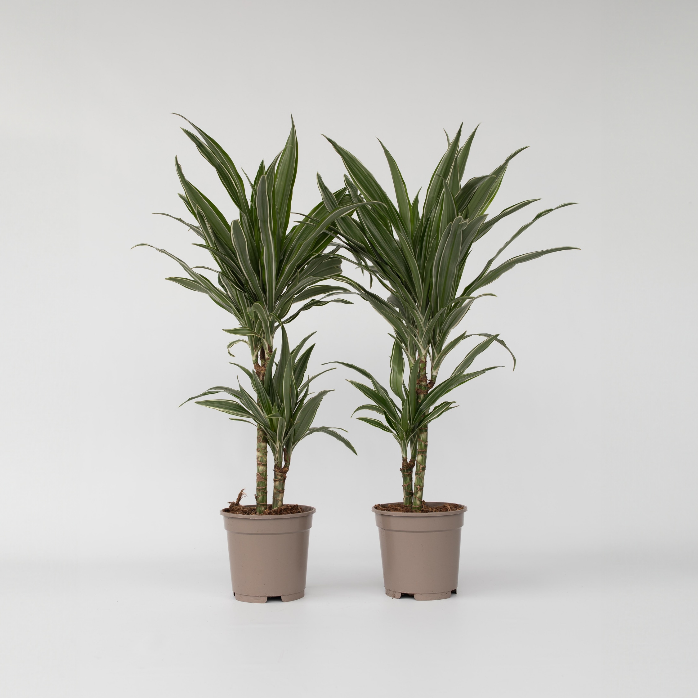 Plant in a Box - Drachenbaum - 2 Stk - Dracaena Deremensis 'Warneckei' - H&ouml;he 60-70cm - Topf 17cm 