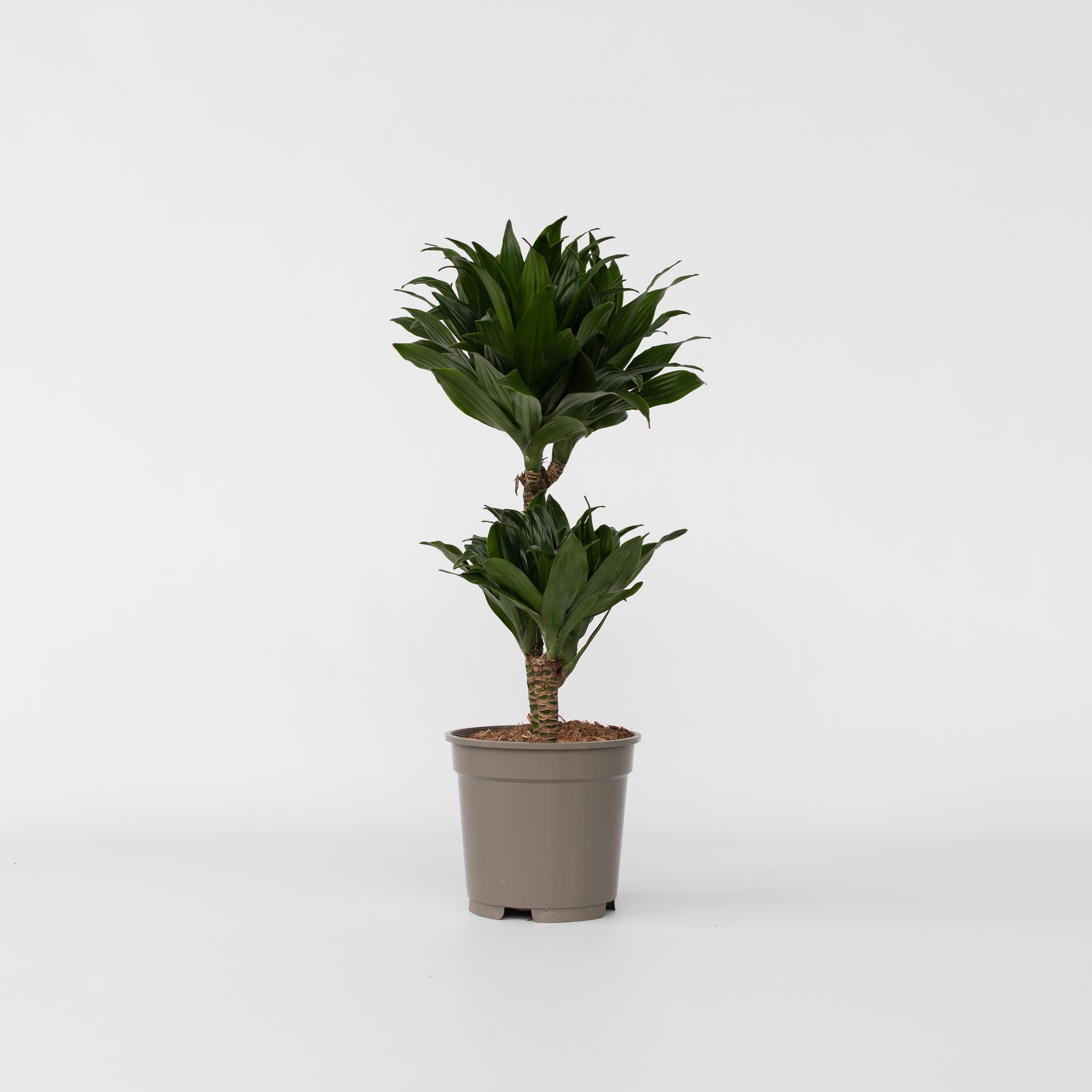 Plant in a Box - Drachenbaum - Dracaena surculosa - H&ouml;he 50-65cm - Topf 17cm 