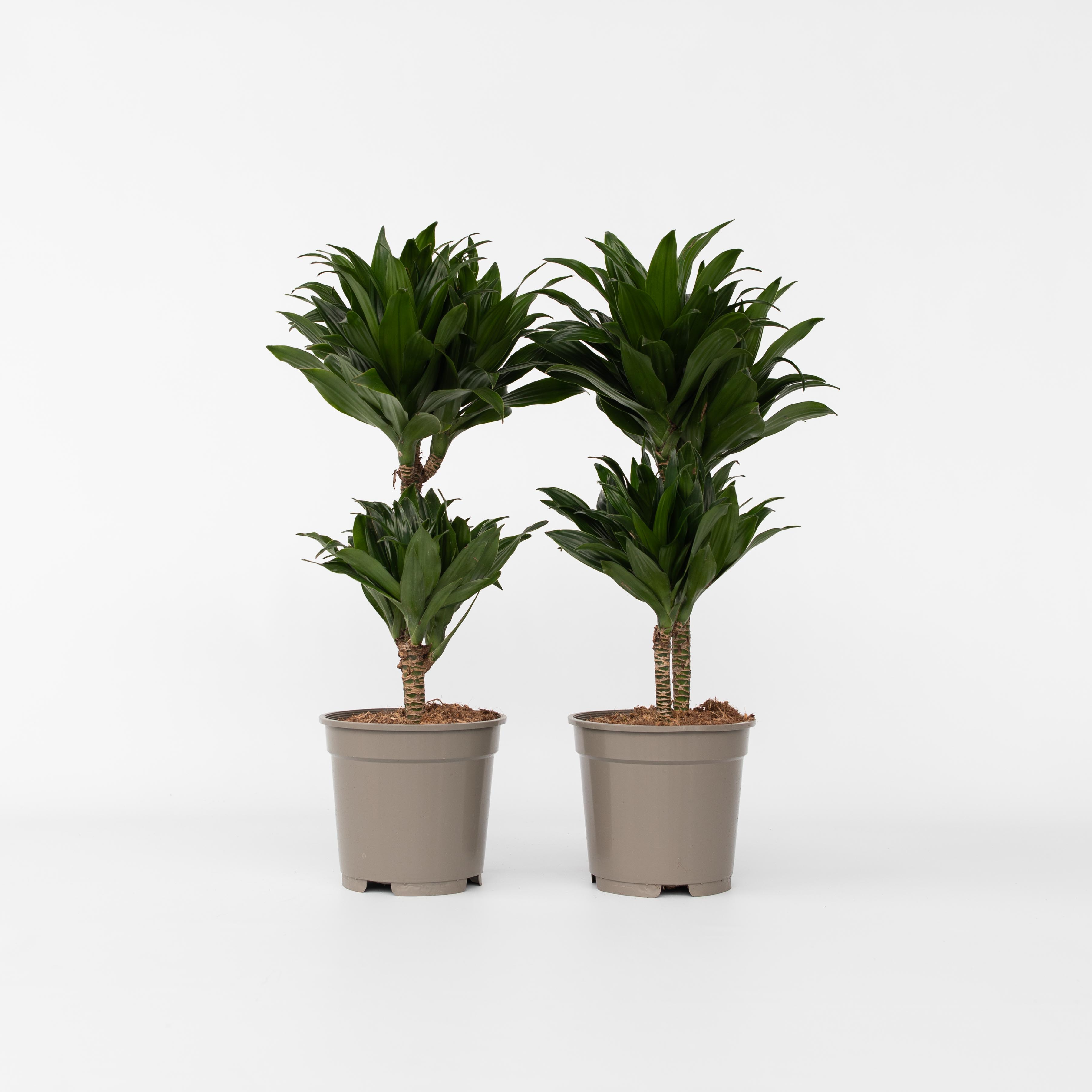 Plant in a Box - Drachenbaum - 2 Stk - Dracaena surculosa - H&ouml;he 50-65cm - Topf 17cm 