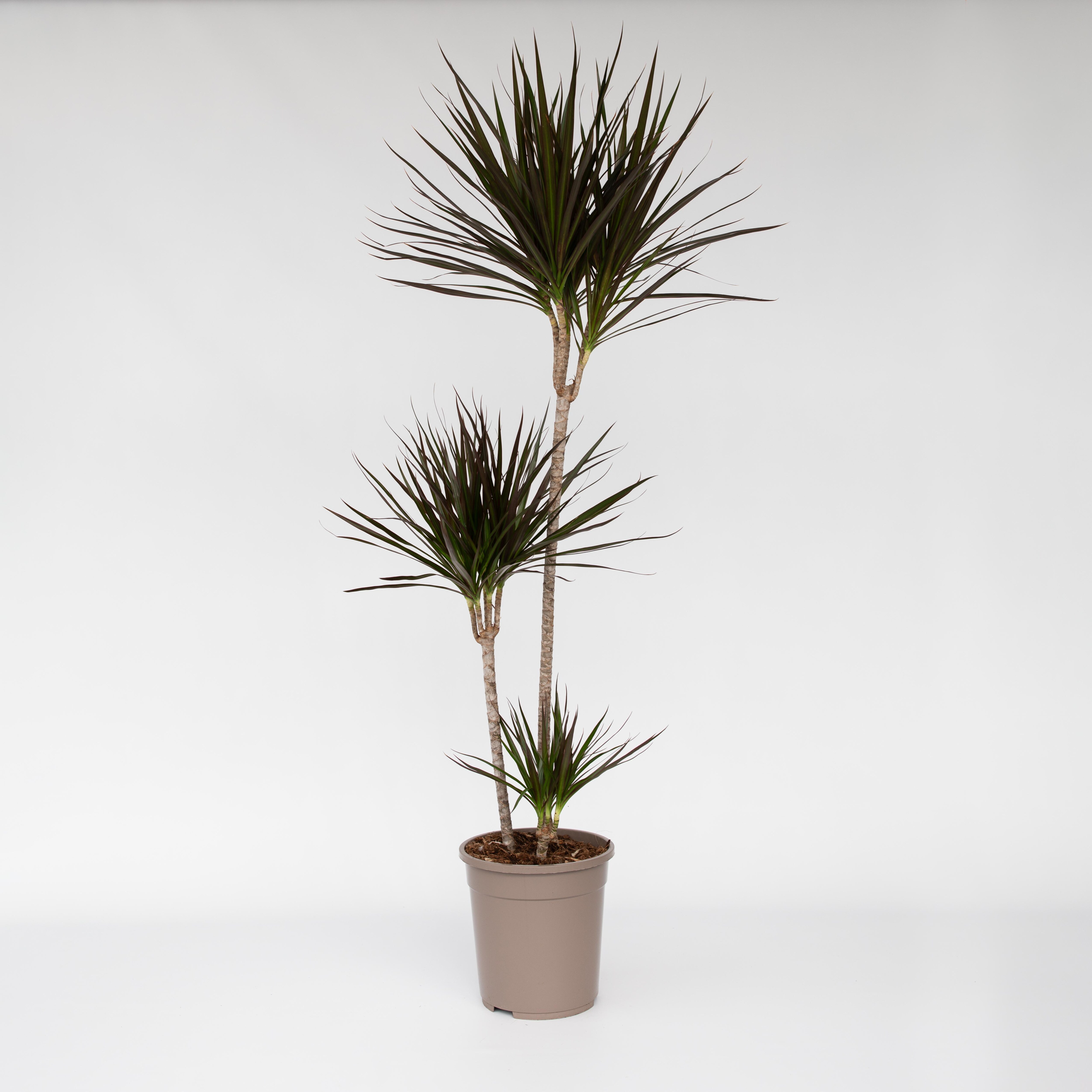 Plant in a Box - Drachenbaum - Dracaena marginata - H&ouml;he 110-130cm - Topf 24cm 