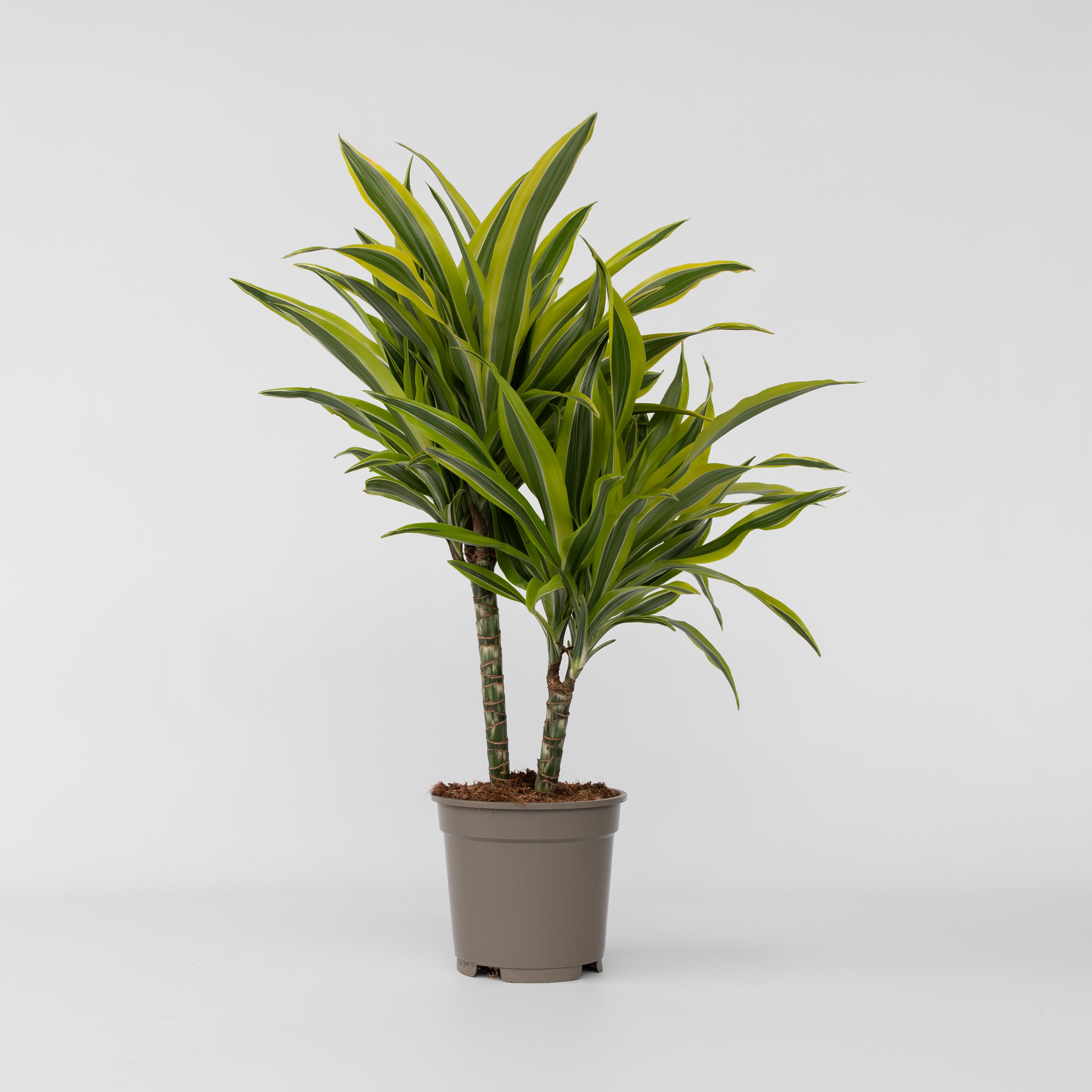 Plant in a Box - Drachenbaum - Dracaena deremensis 'Lemon Lime' - H&ouml;he 60-70cm - Topf 17cm 