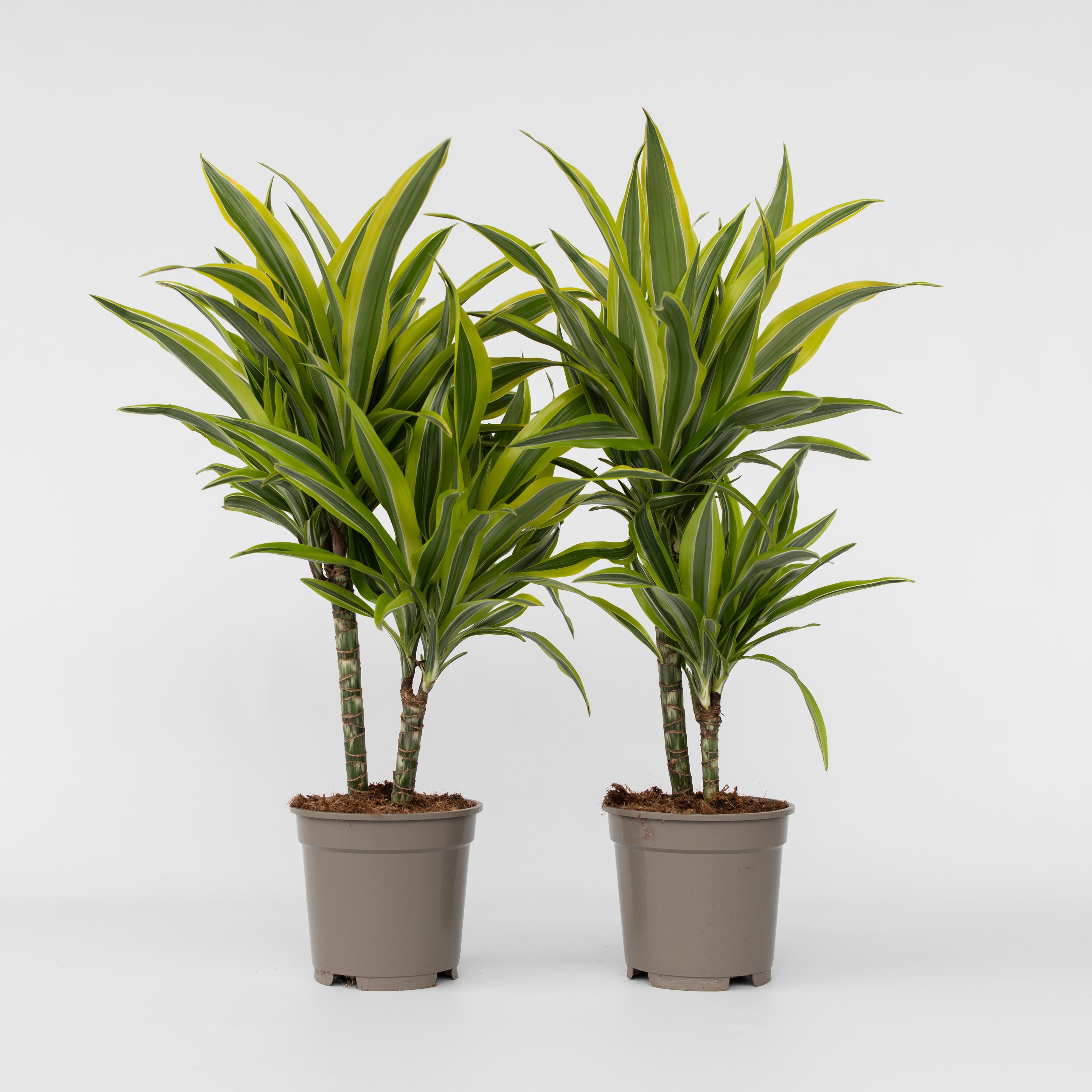 Plant in a Box - Drachenbaum - 2 Stk - Dracaena deremensis 'Lemon Lime' - H&ouml;he 60-70cm - Topf 17cm 