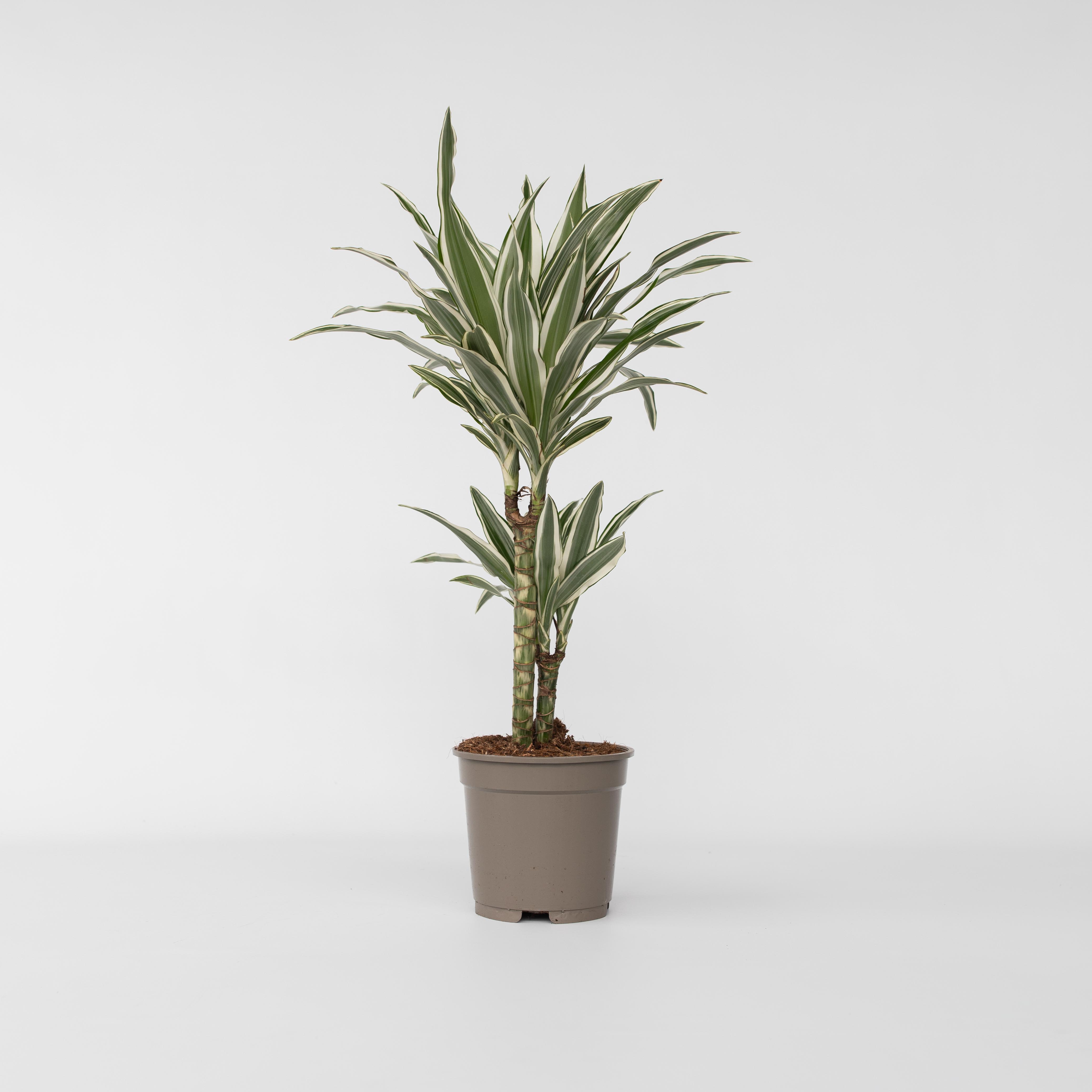 Plant in a Box - Drachenbaum - Dracaena deremensis 'White Stripe' - H&ouml;he 60-70cm - Topf 17cm 