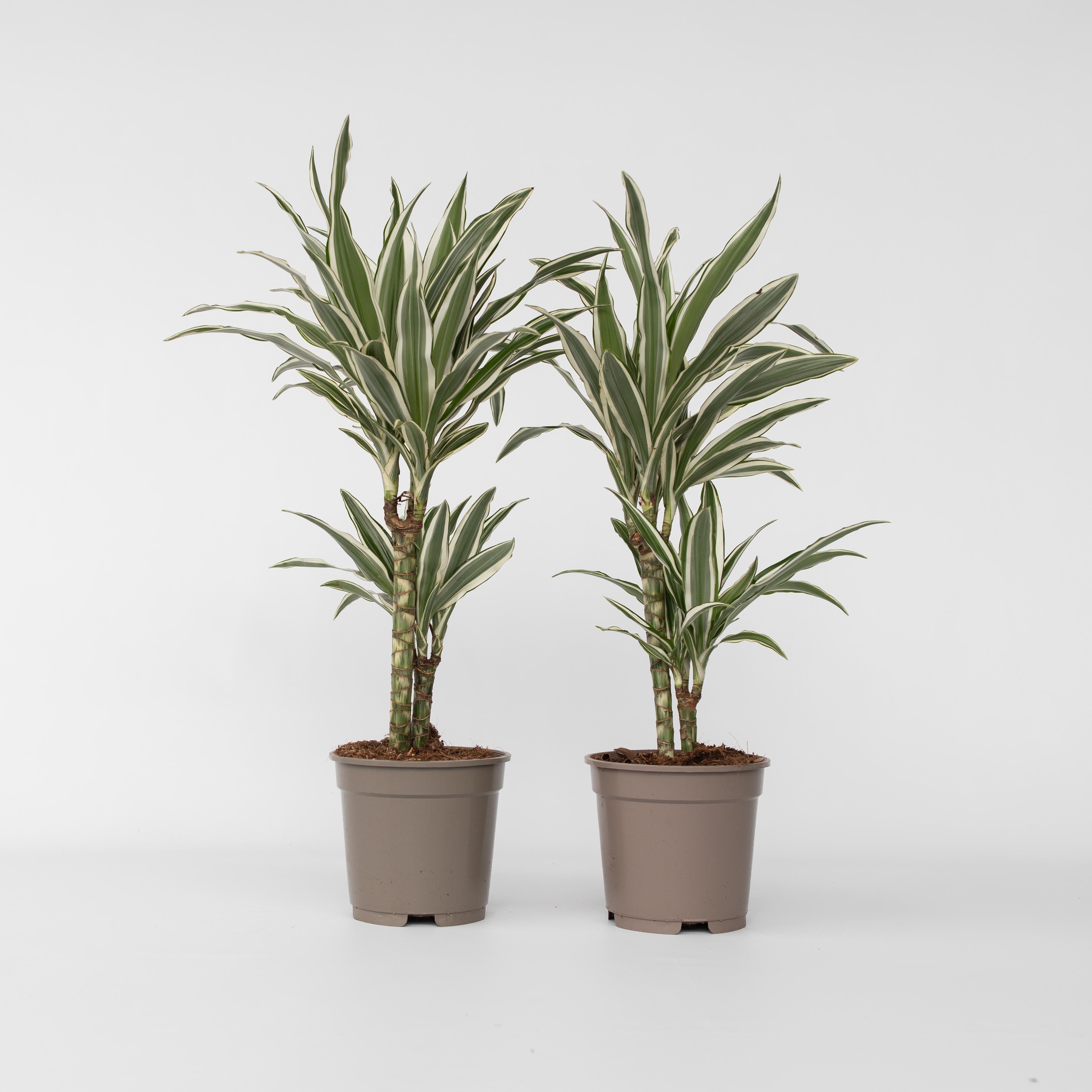 Plant in a Box - Drachenbaum - 2 Stk - Dracaena deremensis 'White Stripe' - H&ouml;he 60-70cm - Topf 17cm 