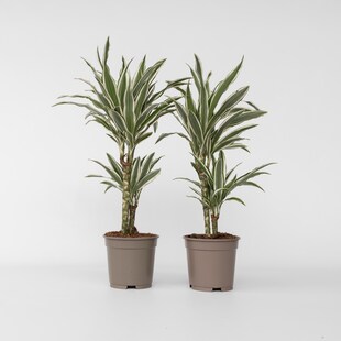 Plant in a Box - Drachenbaum - 2 Stk - Dracaena deremensis 'White Stripe' - Höhe 60-70cm - Topf 17cm 