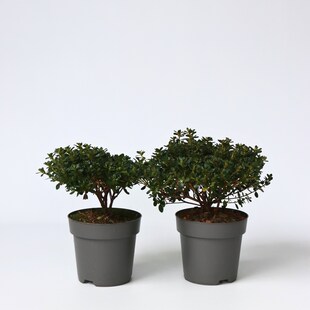 Plant in a Box - Azalee - 2 Stk - Rhododendron azalea 'Anouk' - Höhe 25-40cm - Topf 17cm 